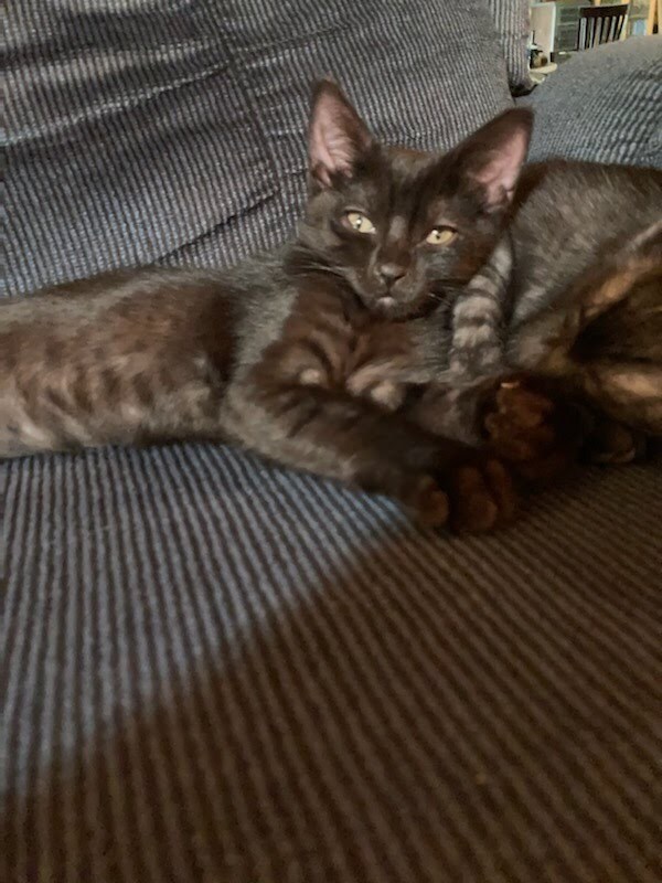 Enlarge Koala , a Adopted mixed breed in Ponchatoula, LA image 2/5