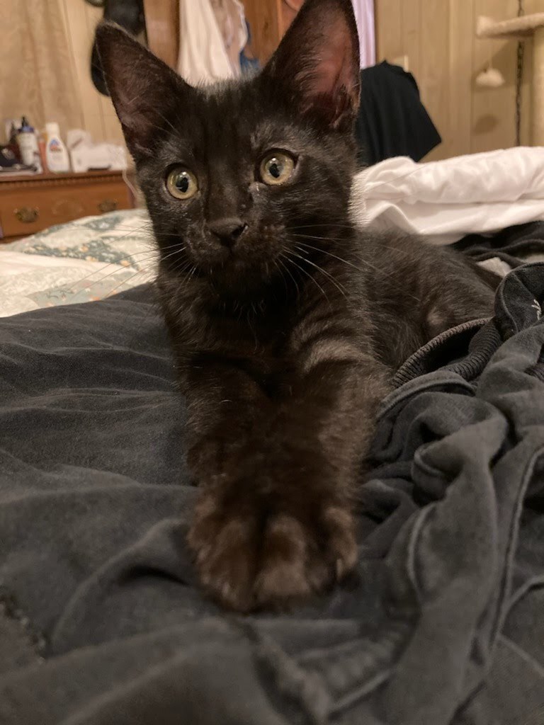 Enlarge Koala , a Adopted mixed breed in Ponchatoula, LA image 3/5