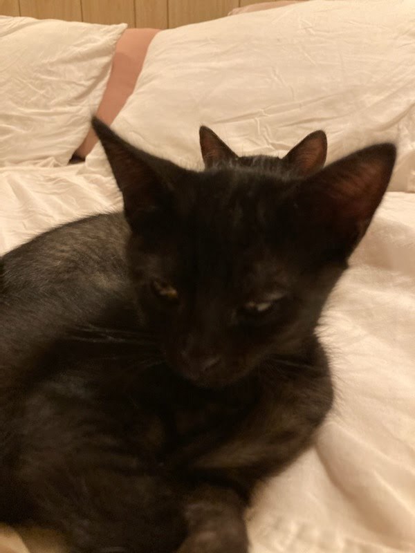 Enlarge Koala , a Adopted mixed breed in Ponchatoula, LA image 4/5