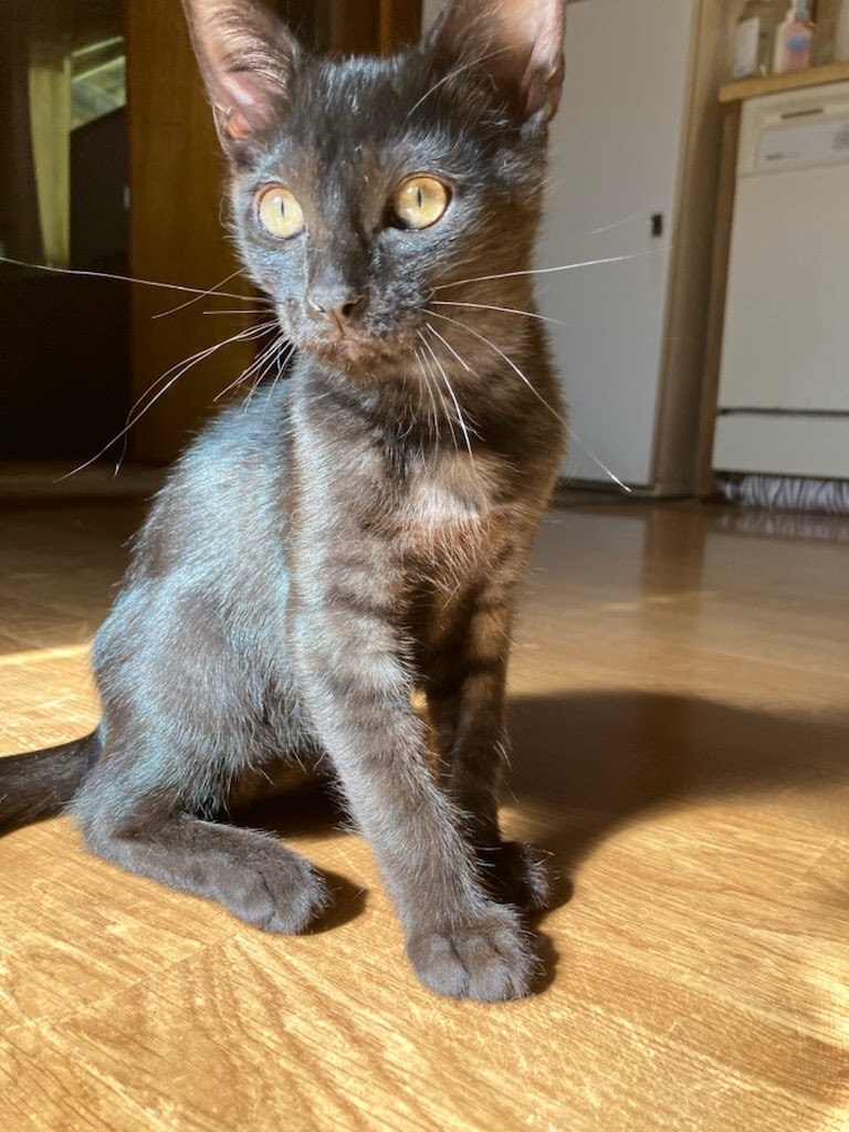 Enlarge Koala , a Adopted mixed breed in Ponchatoula, LA image 5/5
