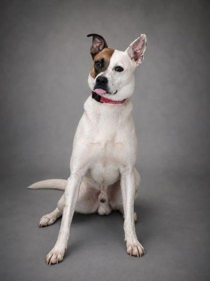 Enlarge Tex, a Adoptable mixed breed in Shawano, WI image 1/1