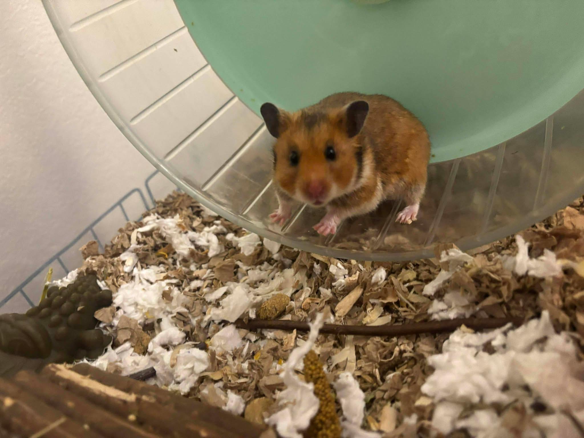 Enlarge Margarita, a ADOPTABLE mixed breed in Eugene, OR image 2/5