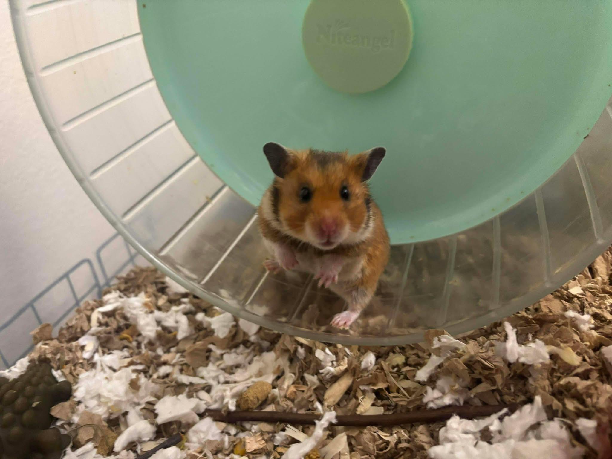 Margarita, ADOPTABLE, Young Female Hamster & Dwarf Hamster.