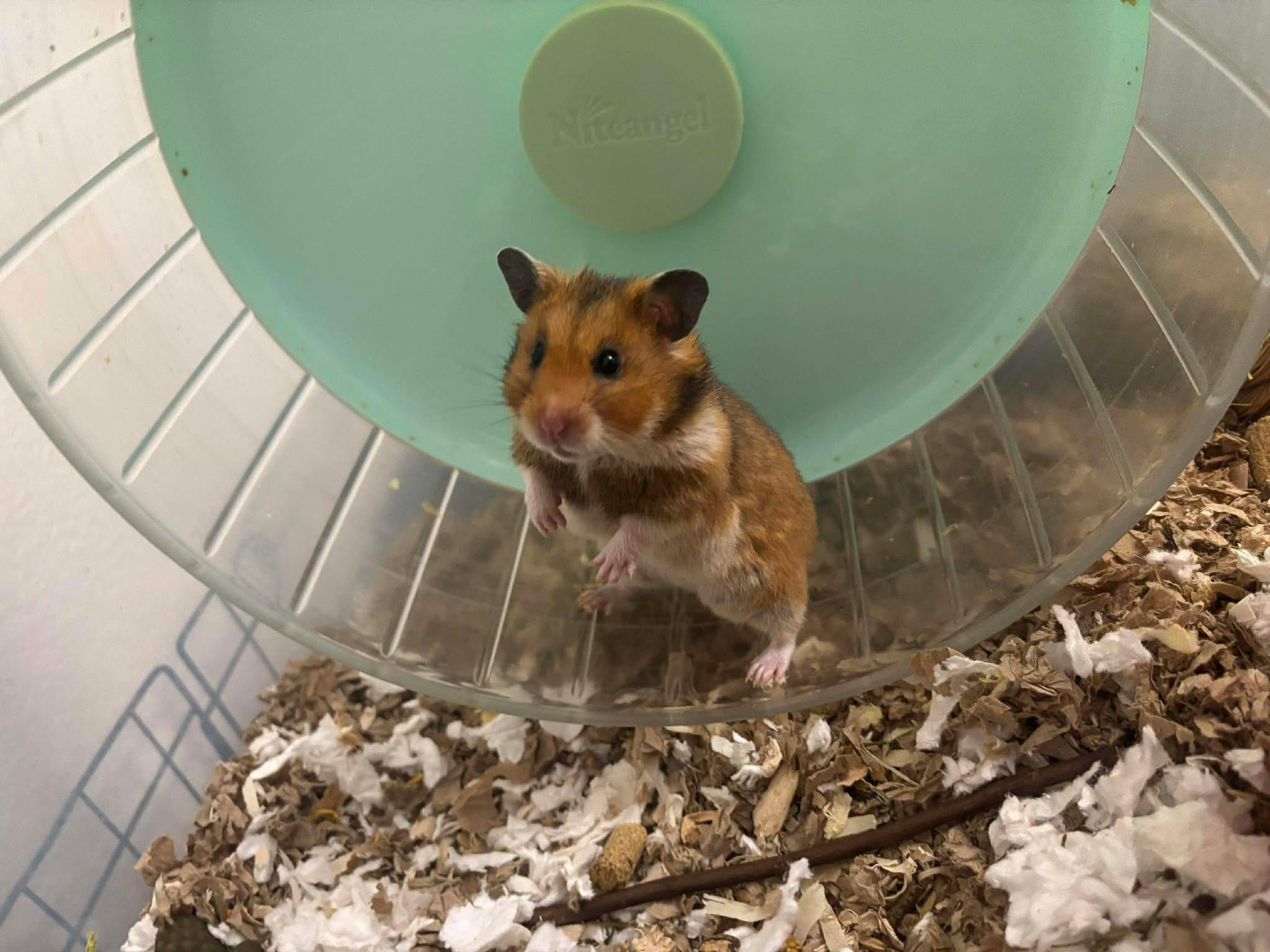 Enlarge Margarita, a ADOPTABLE mixed breed in Eugene, OR image 4/5