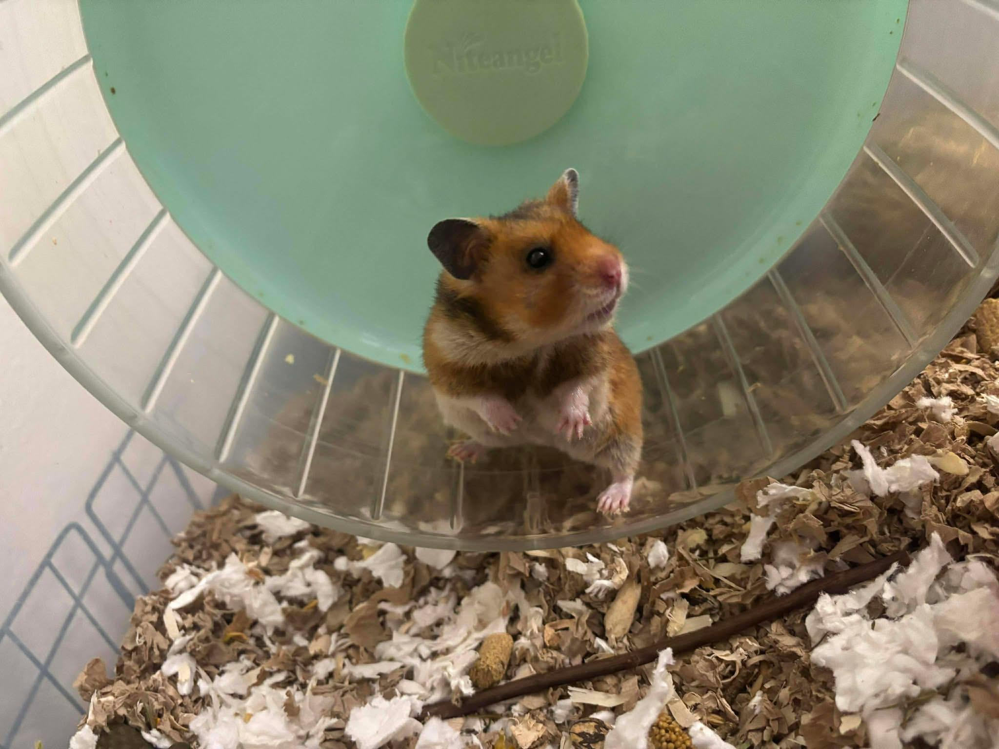 Enlarge Margarita, a ADOPTABLE mixed breed in Eugene, OR image 5/5