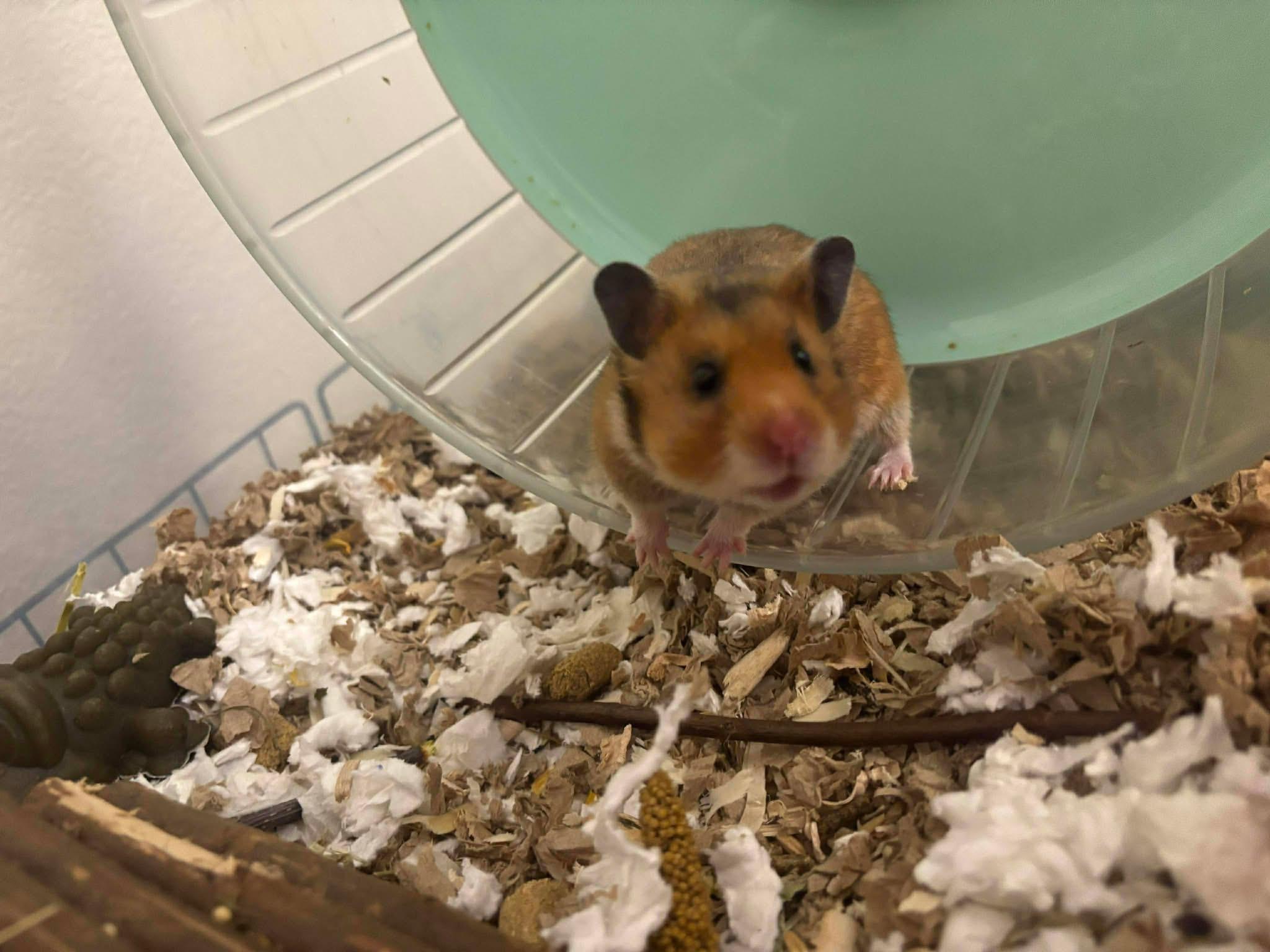 Enlarge Margarita, a ADOPTABLE mixed breed in Eugene, OR image 3/5