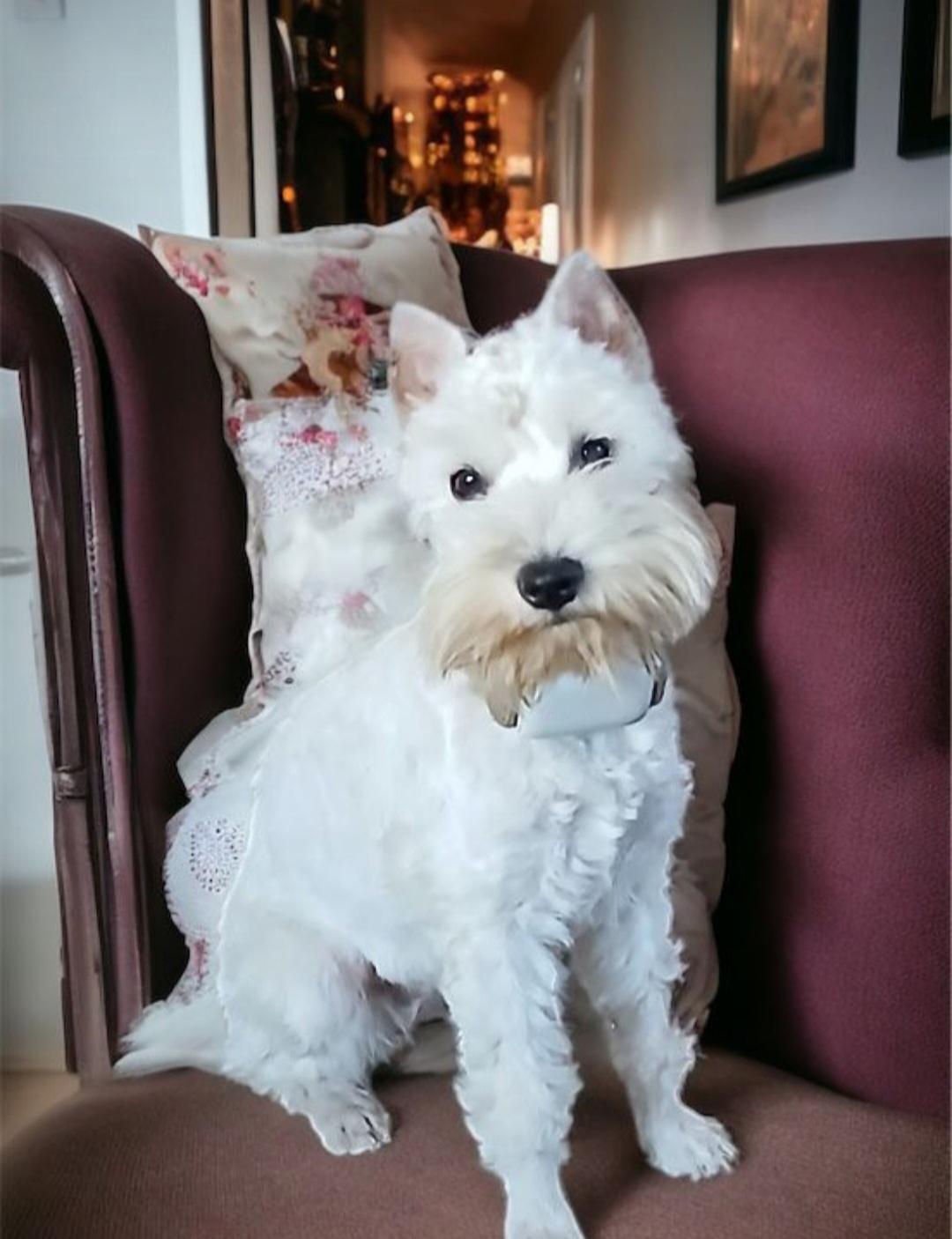 Enlarge Callie, a Adopted Miniature Schnauzer in Plainview, NY image 1/2