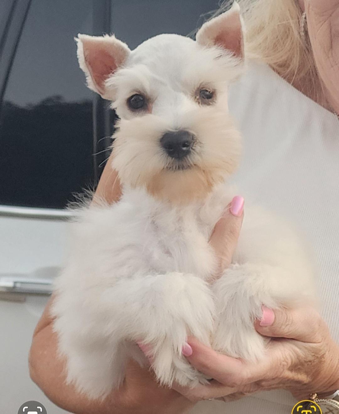 Enlarge Callie, a Adopted Miniature Schnauzer in Plainview, NY image 2/2