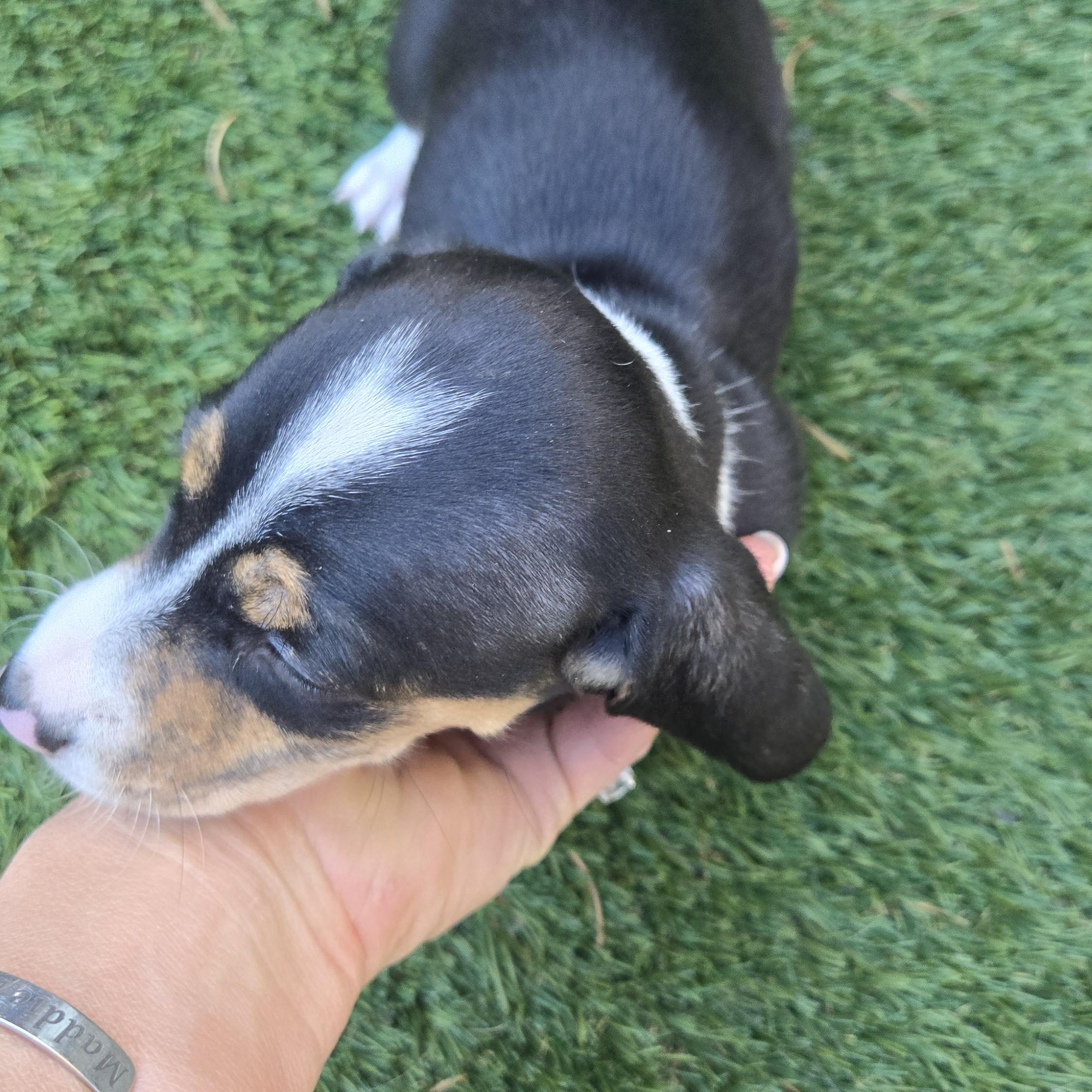 Enlarge Fig, an adopted Dachshund in Portland, OR image 2/3