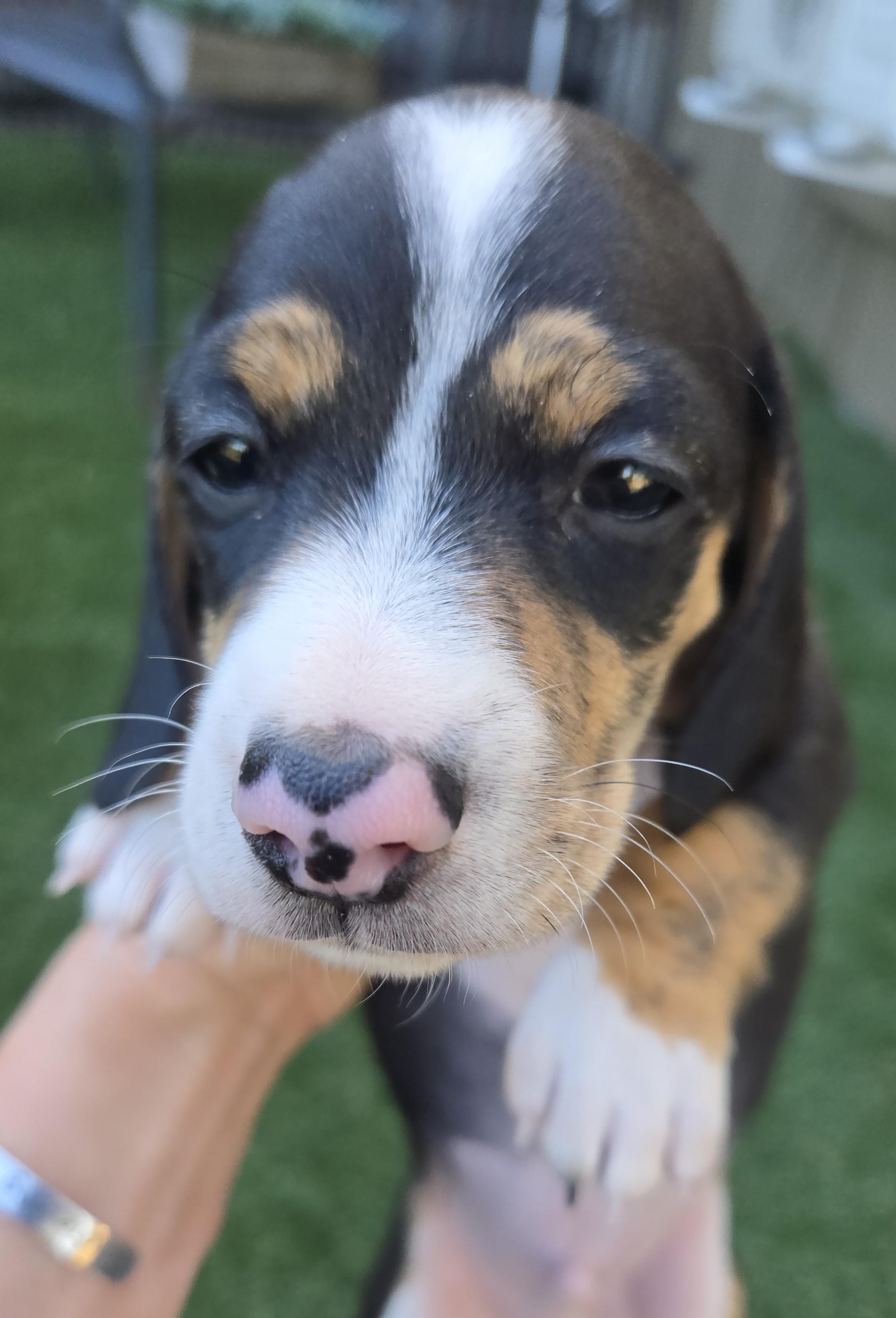 Fig, adopted, Puppy Male Dachshund.