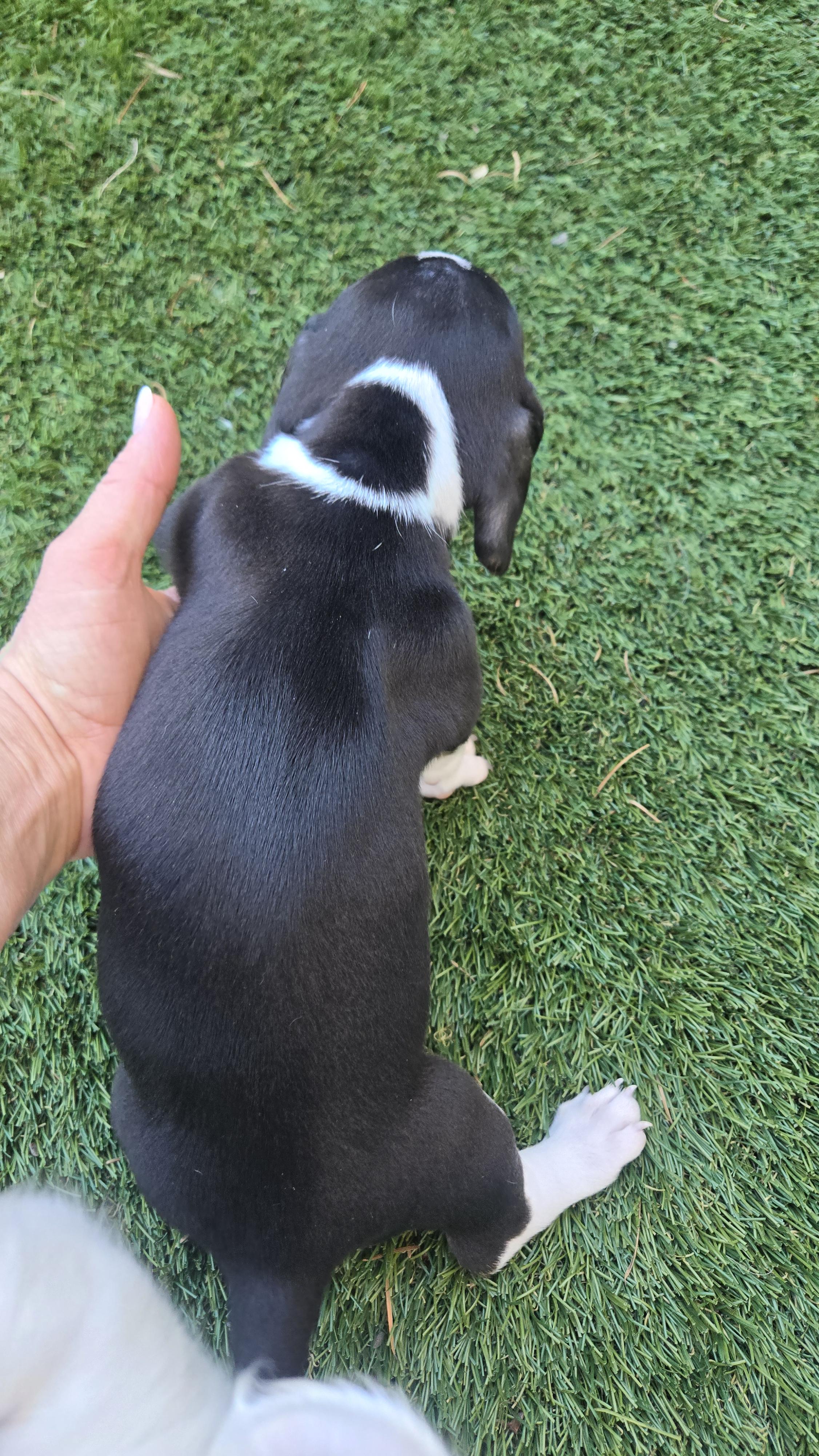 Enlarge Fig, an adopted Dachshund in Portland, OR image 3/3