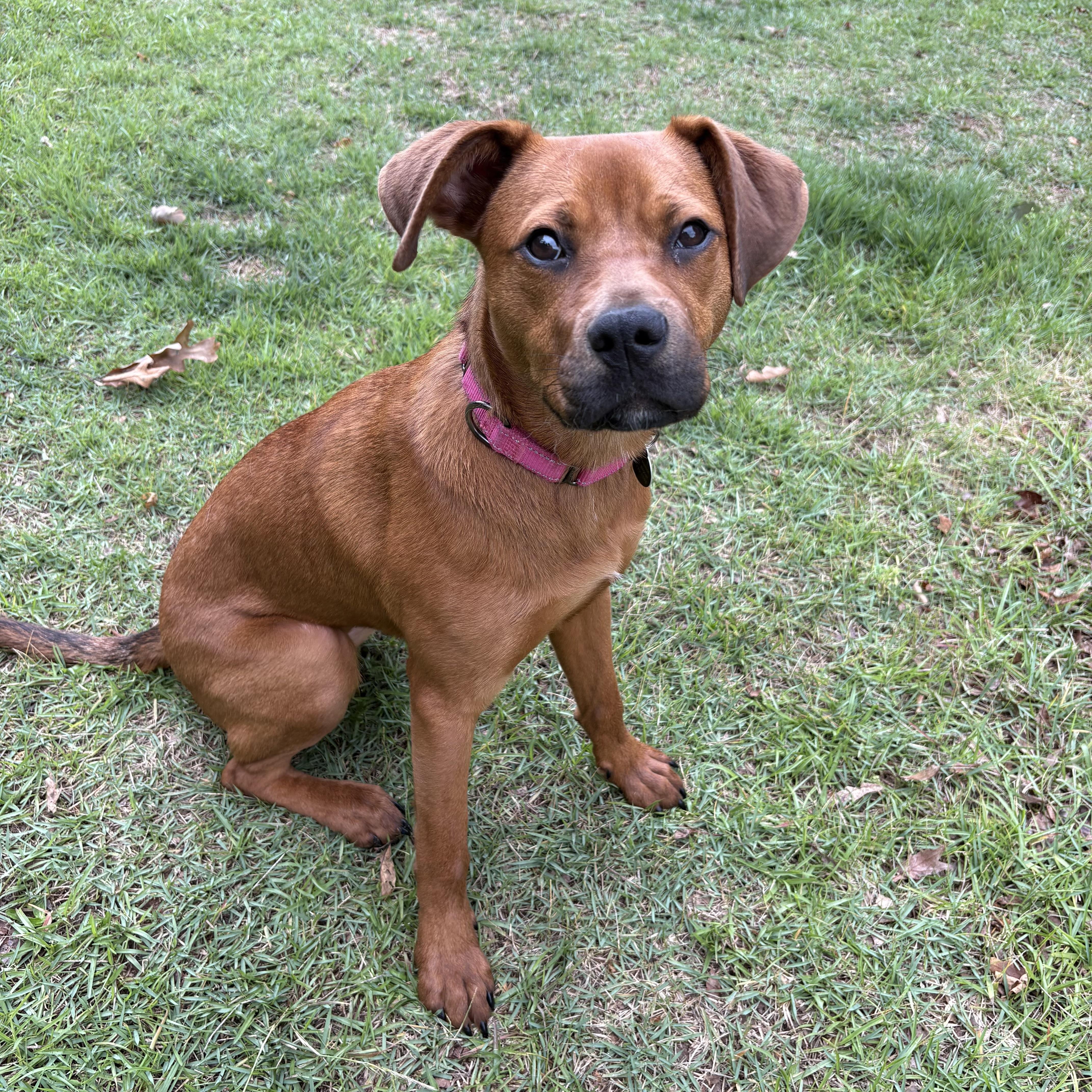 Enlarge Brownie, a ADOPTABLE mixed breed in Jackson, GA image 1/6