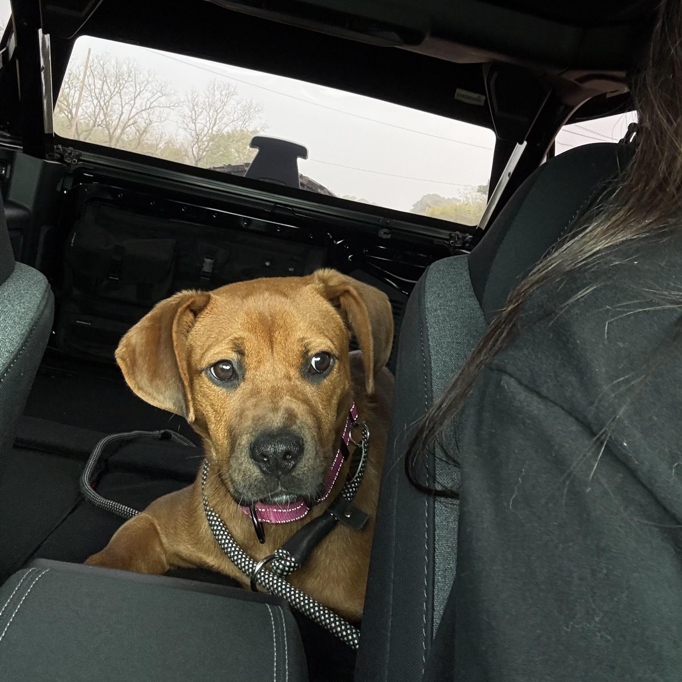 Enlarge Brownie, a ADOPTABLE mixed breed in Jackson, GA image 3/6