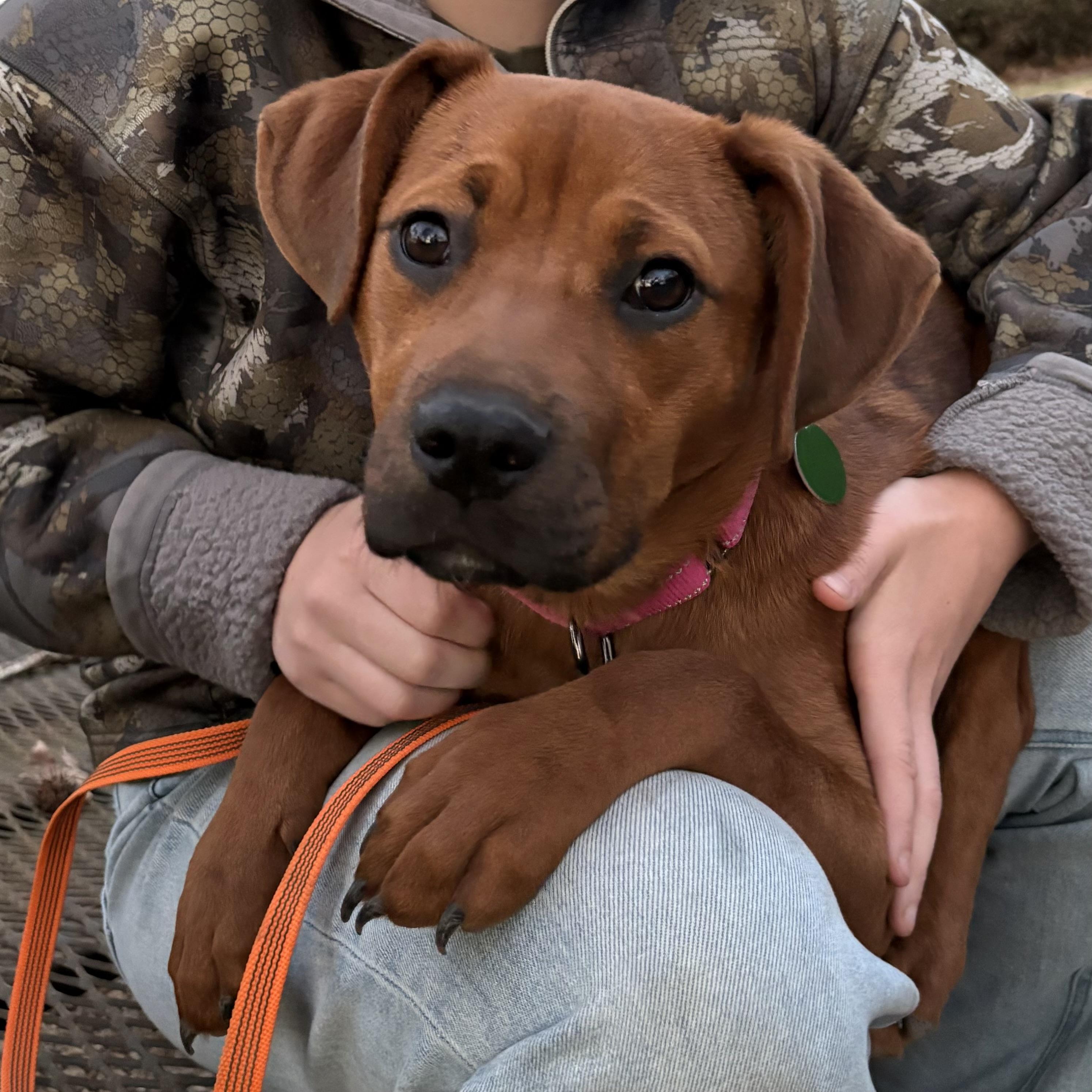 Enlarge Brownie, a ADOPTABLE mixed breed in Jackson, GA image 6/6