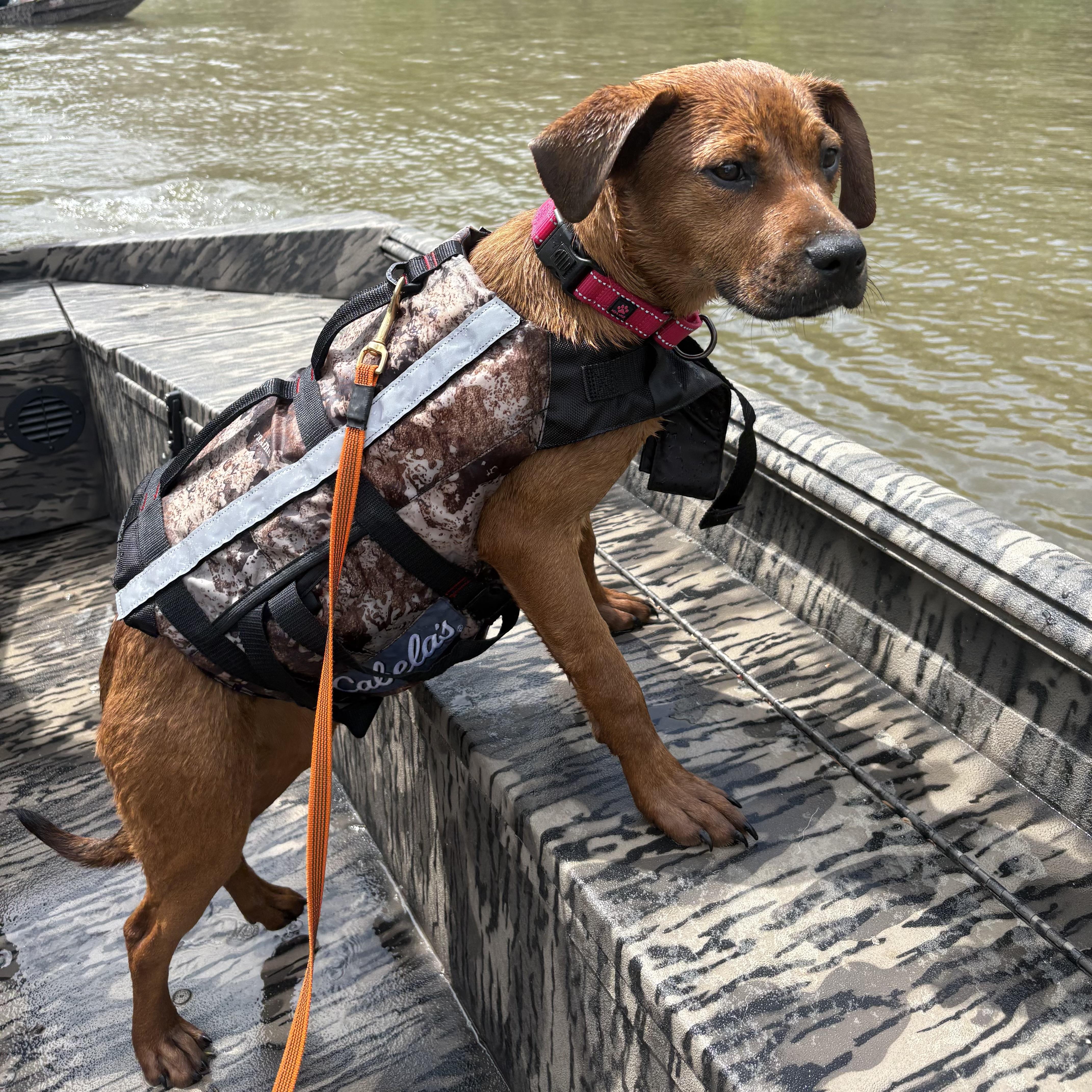 Enlarge Brownie, a ADOPTABLE mixed breed in Jackson, GA image 2/6