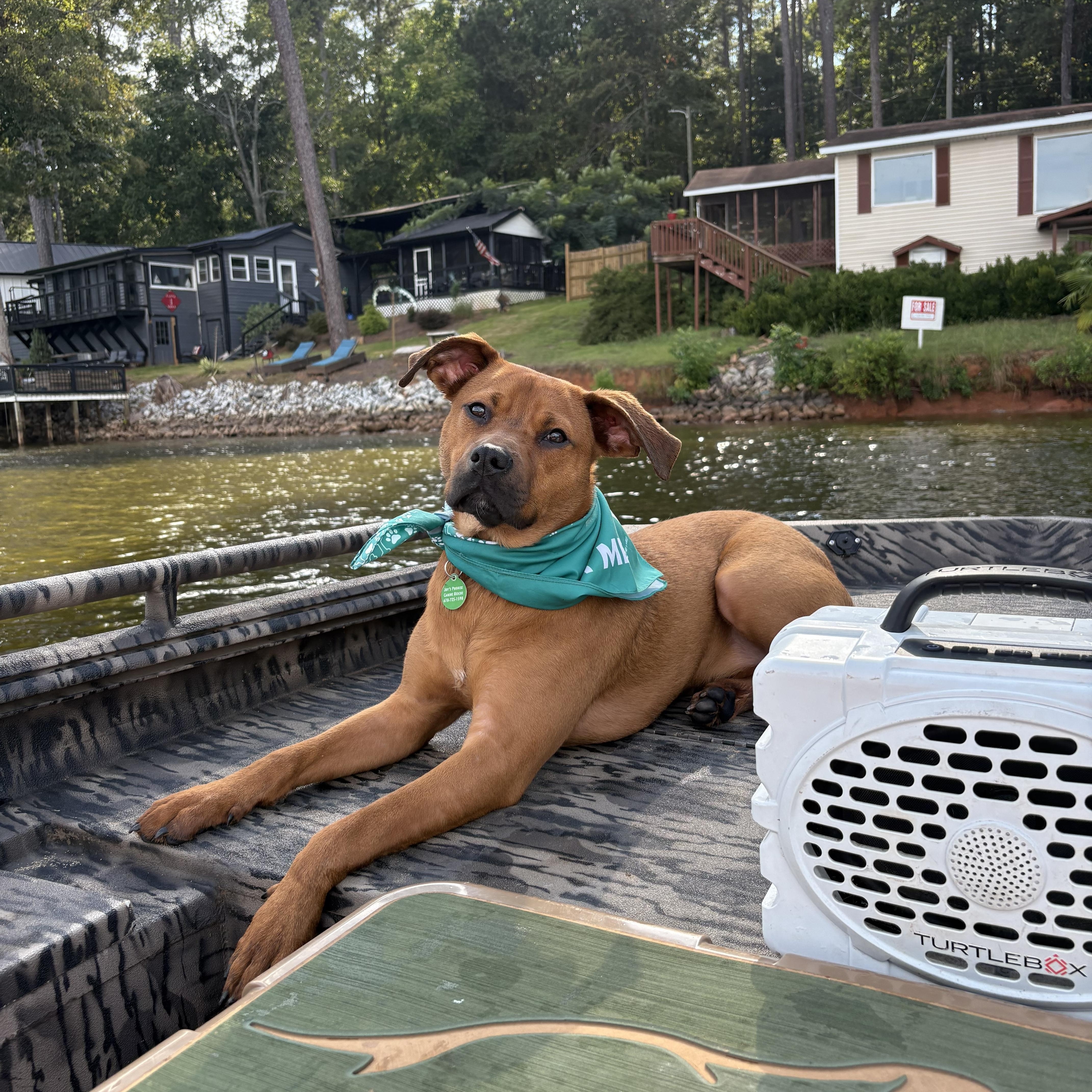 Brownie, Adopted, Young Female Mixed Breed.