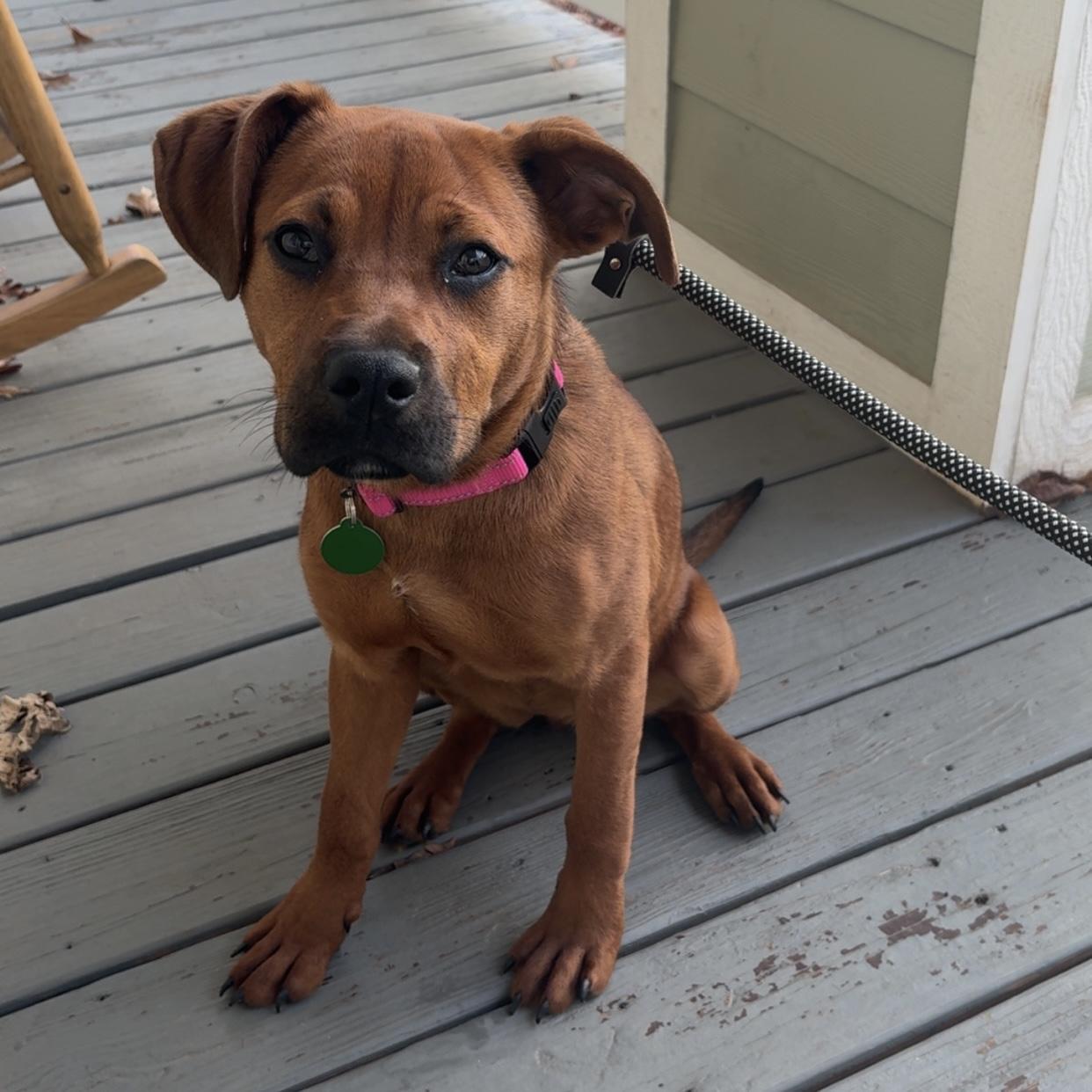 Enlarge Brownie, a ADOPTABLE mixed breed in Jackson, GA image 5/6