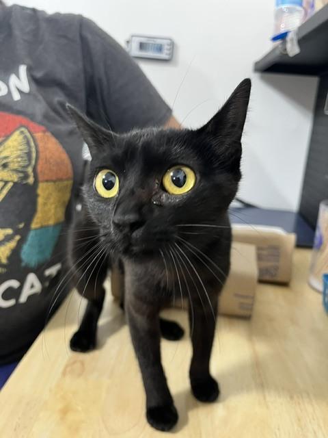 Enlarge Abba, a Adoptable Domestic Short Hair in Anoka, MN image 1/1
