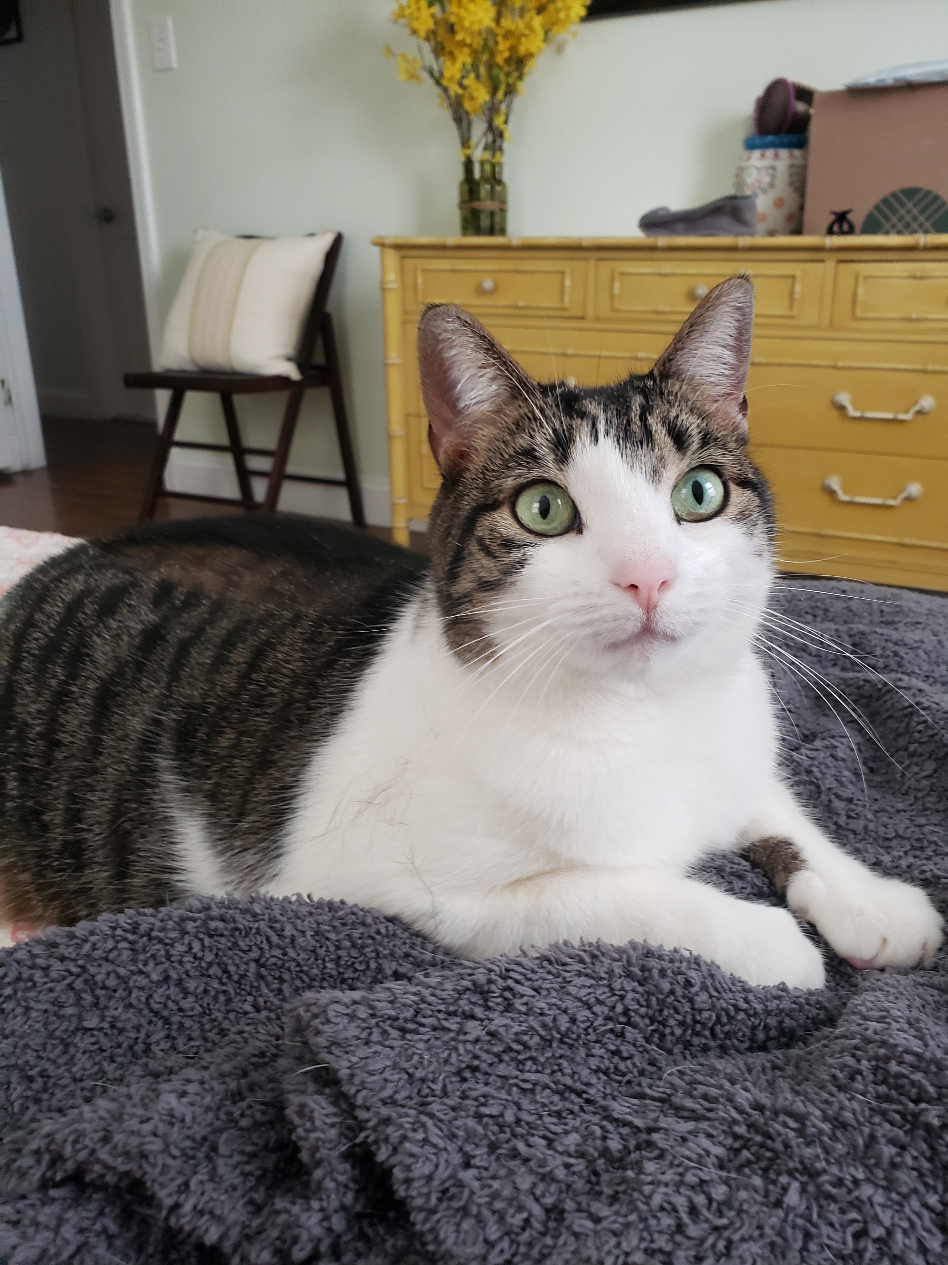 Margo Elizabeth, a Adoptable Domestic Short Hair in Highland Park, NJ image 1/4