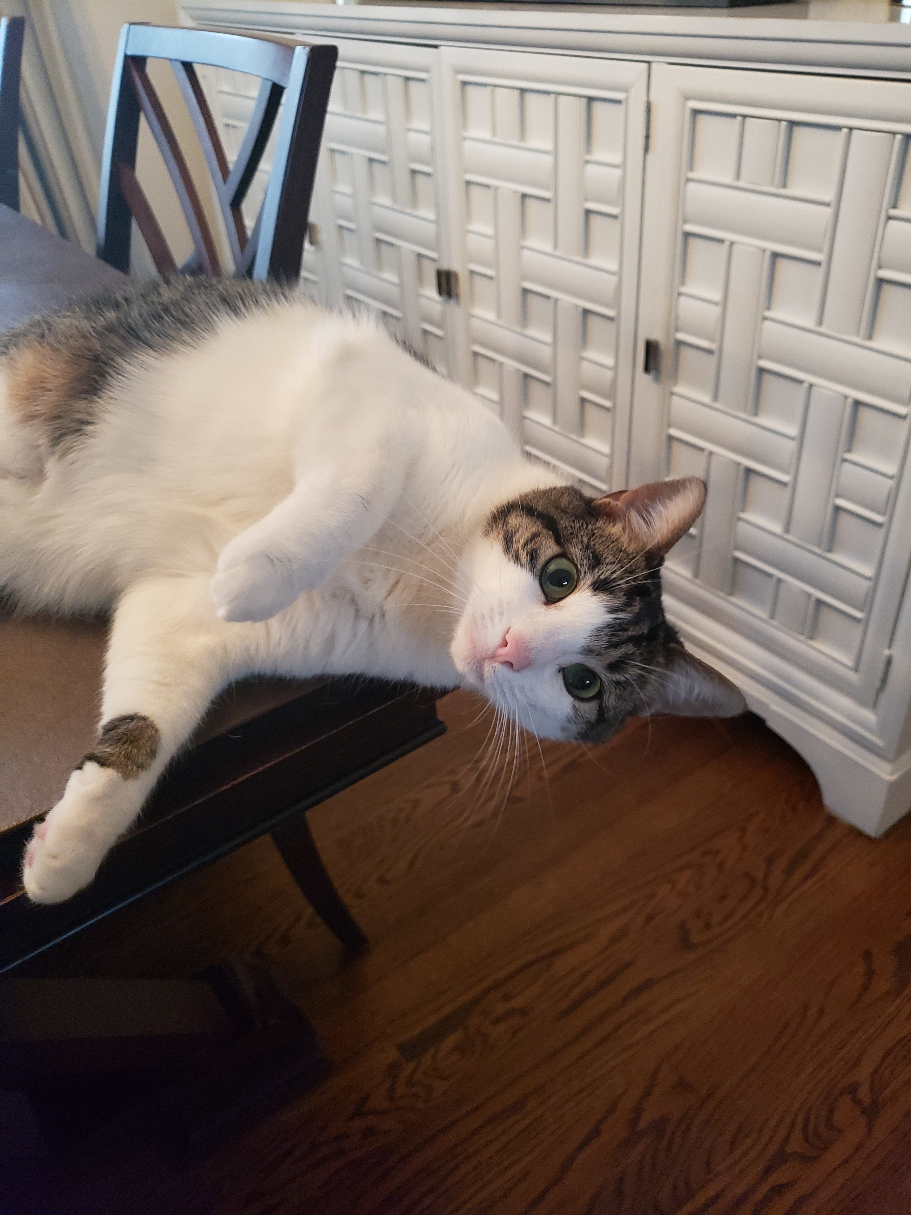 Margo Elizabeth, a Adoptable Domestic Short Hair in Highland Park, NJ image 2/4