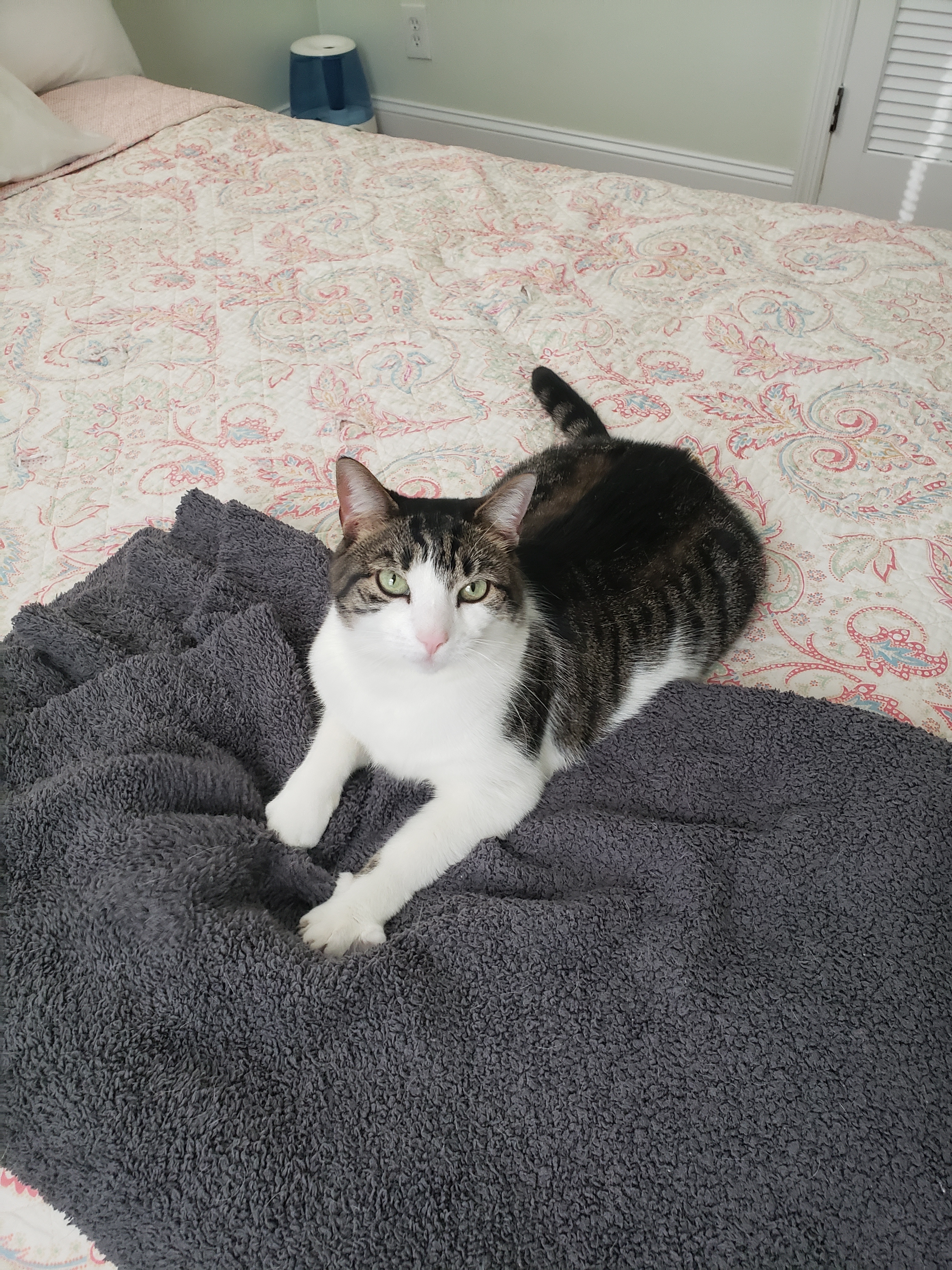 Margo Elizabeth, a Adoptable Domestic Short Hair in Highland Park, NJ image 3/4