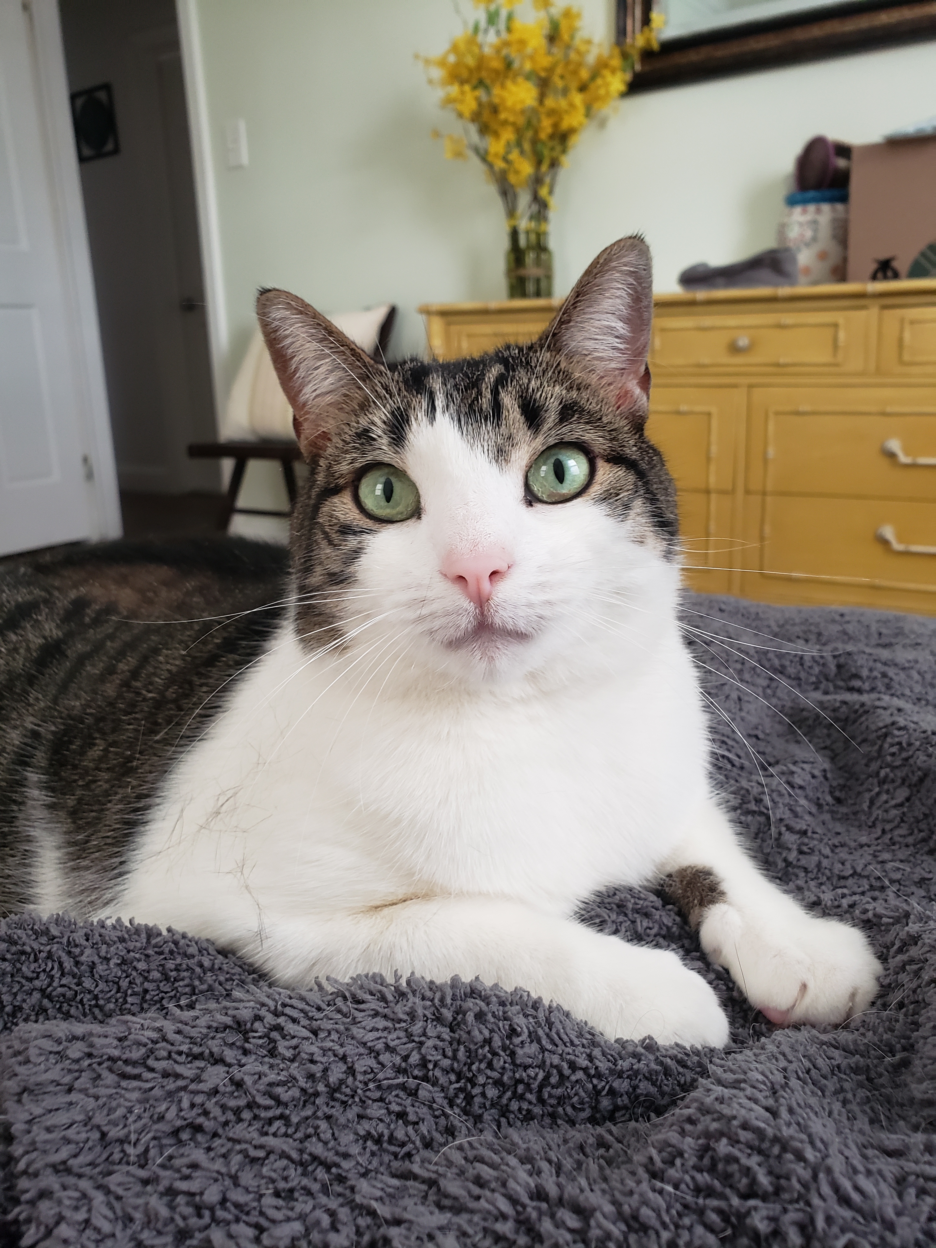 Margo Elizabeth, a Adoptable Domestic Short Hair in Highland Park, NJ image 4/4