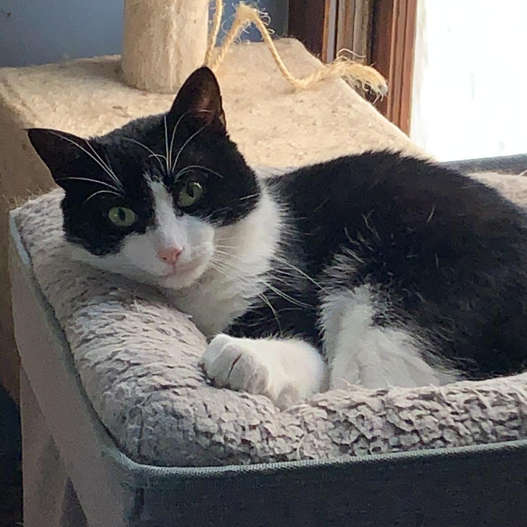 Mr Rogers 54425 (FIV+), Adoptable, Adult Male Domestic Short Hair.