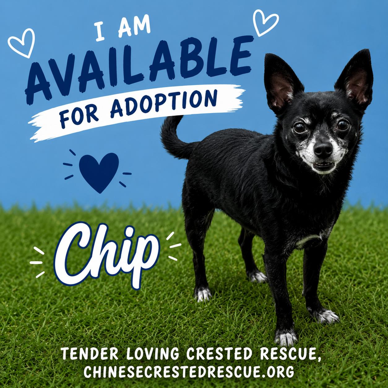 Chip/Boomer, Adoptable, Adult Male Chihuahua.