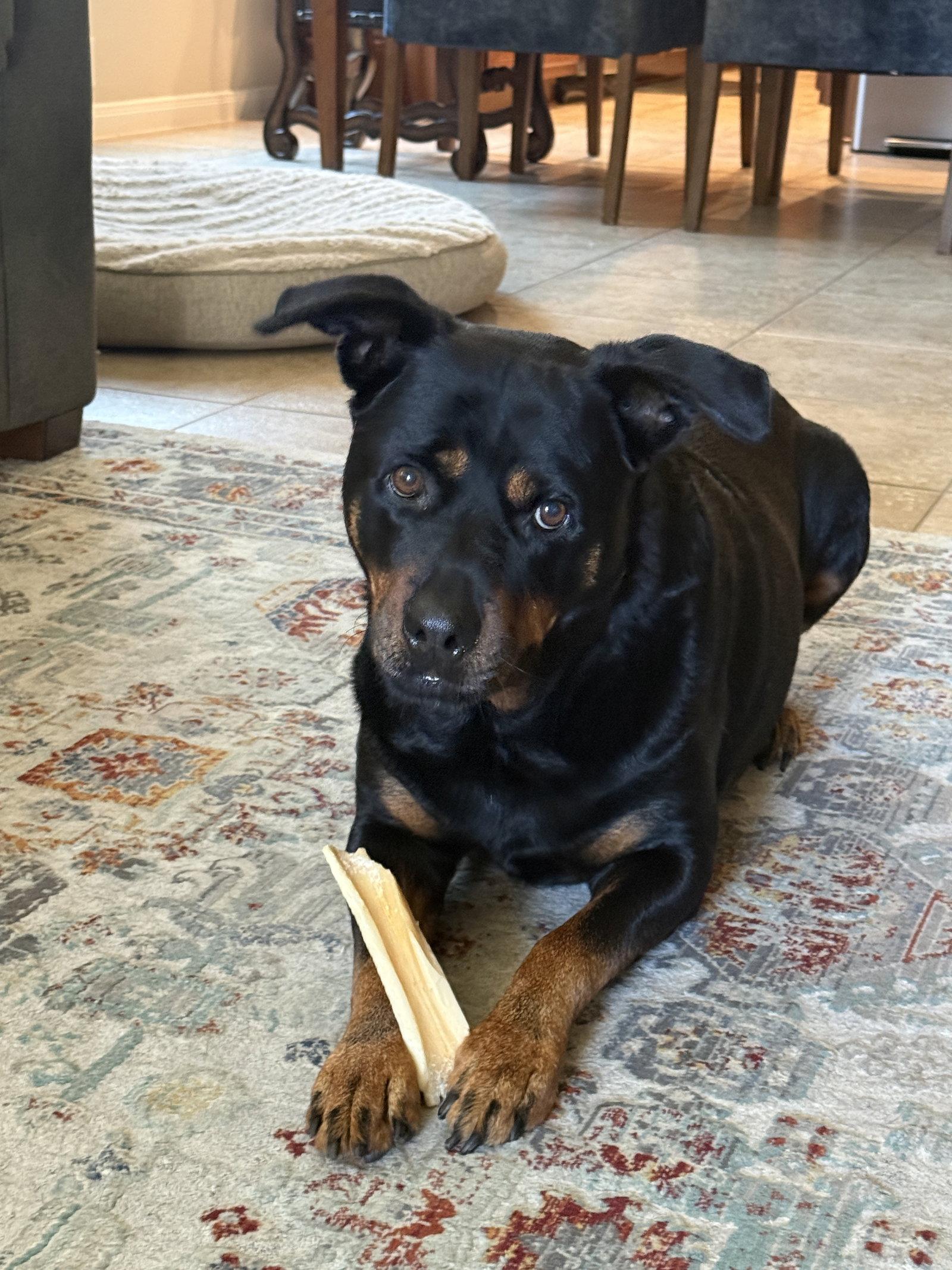Diesel, Adoptable, Adult Male Rottweiler.