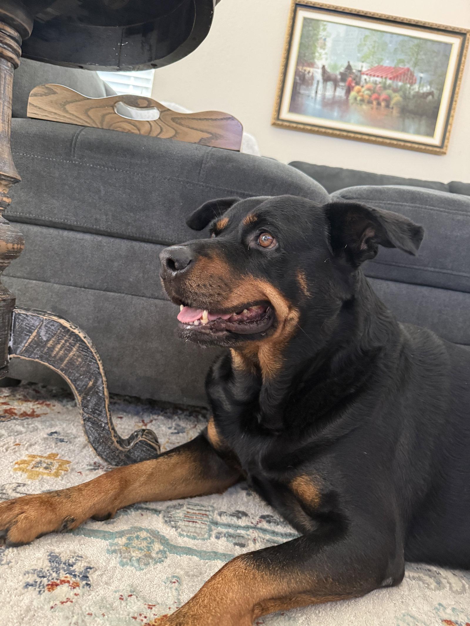 Enlarge Diesel, a Adoptable Rottweiler in The Woodlands, TX image 2/2