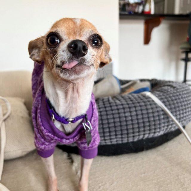 Ohana, a Adopted Chihuahua in Rensselaer, NY image 2/5