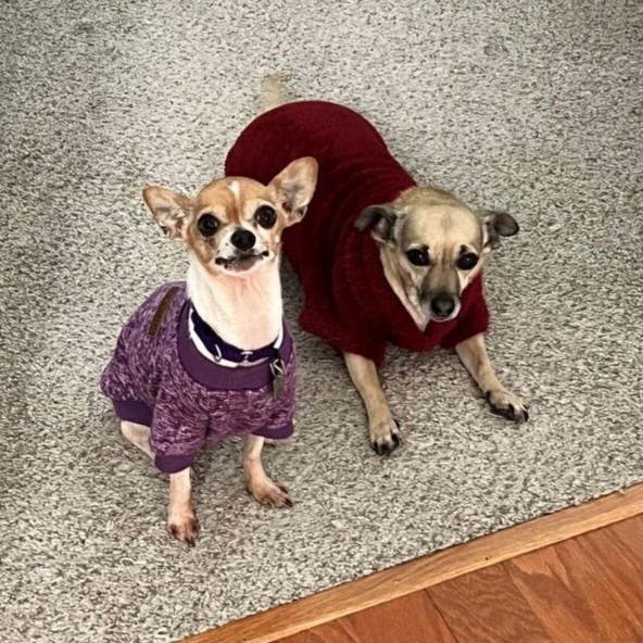 Ohana, a Adopted Chihuahua in Rensselaer, NY image 3/5