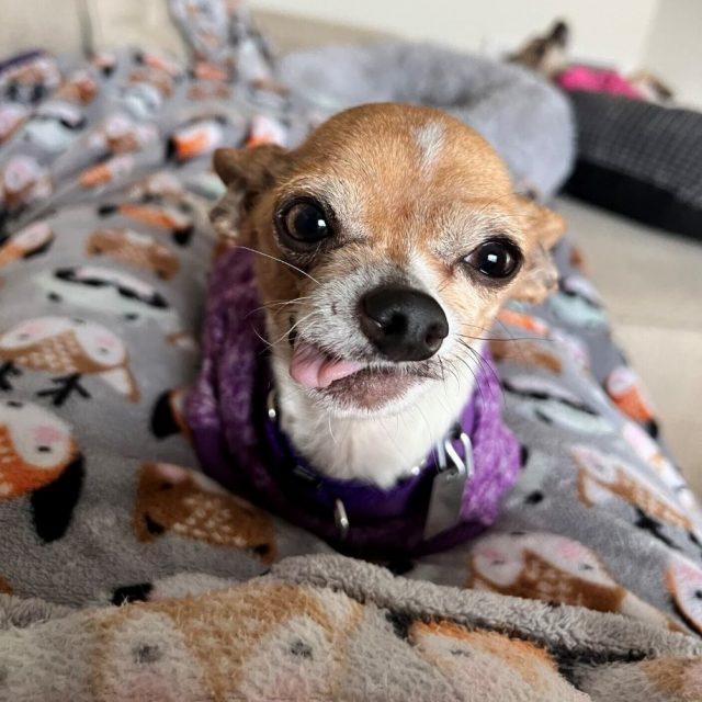 Ohana, a Adopted Chihuahua in Rensselaer, NY image 4/5