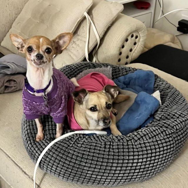 Ohana, a Adopted Chihuahua in Rensselaer, NY image 5/5