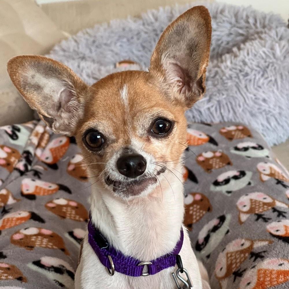Ohana, a Adopted Chihuahua in Rensselaer, NY image 1/5