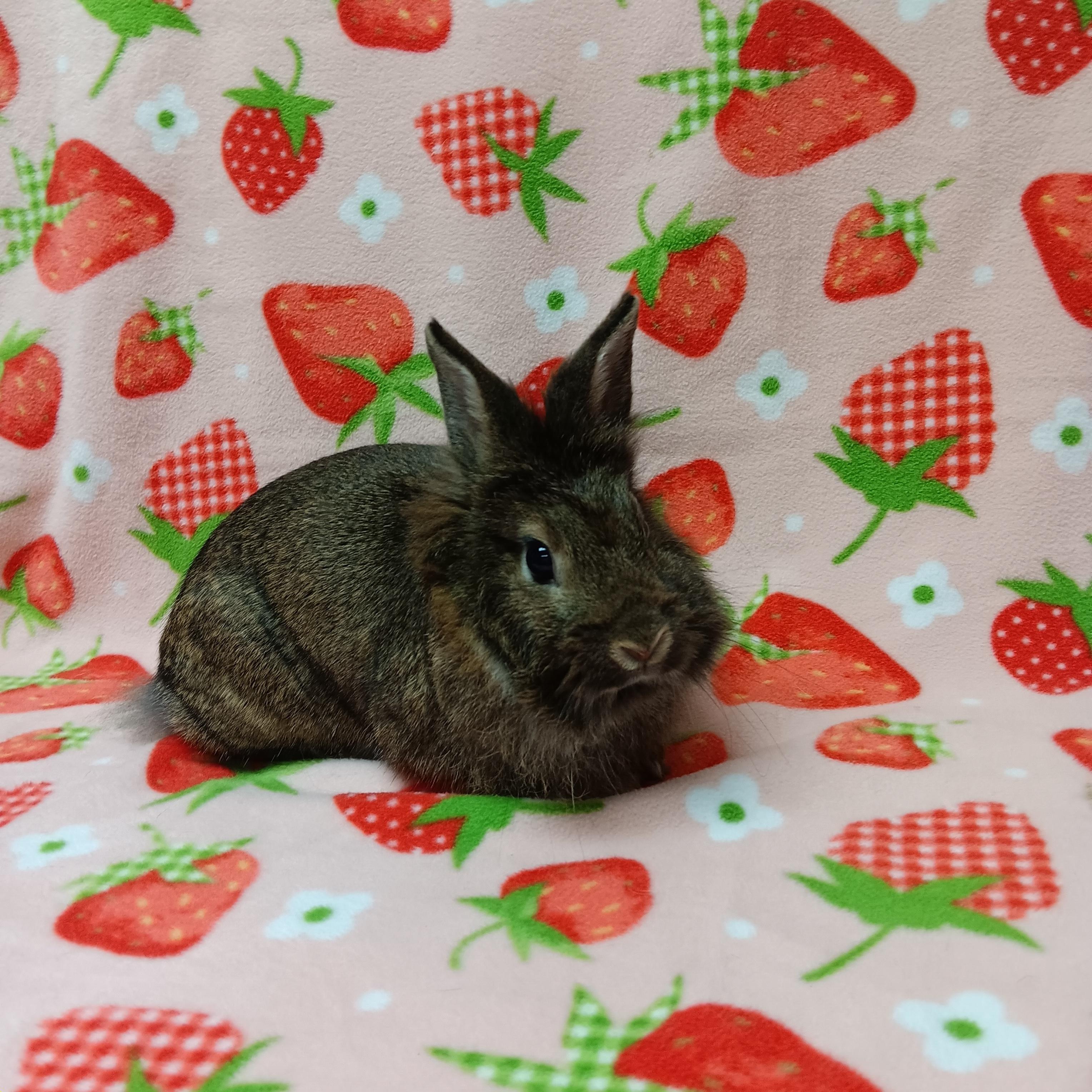 Enlarge Penelope, an adoptable Bunny Rabbit in Harrisburg, PA image 3/3