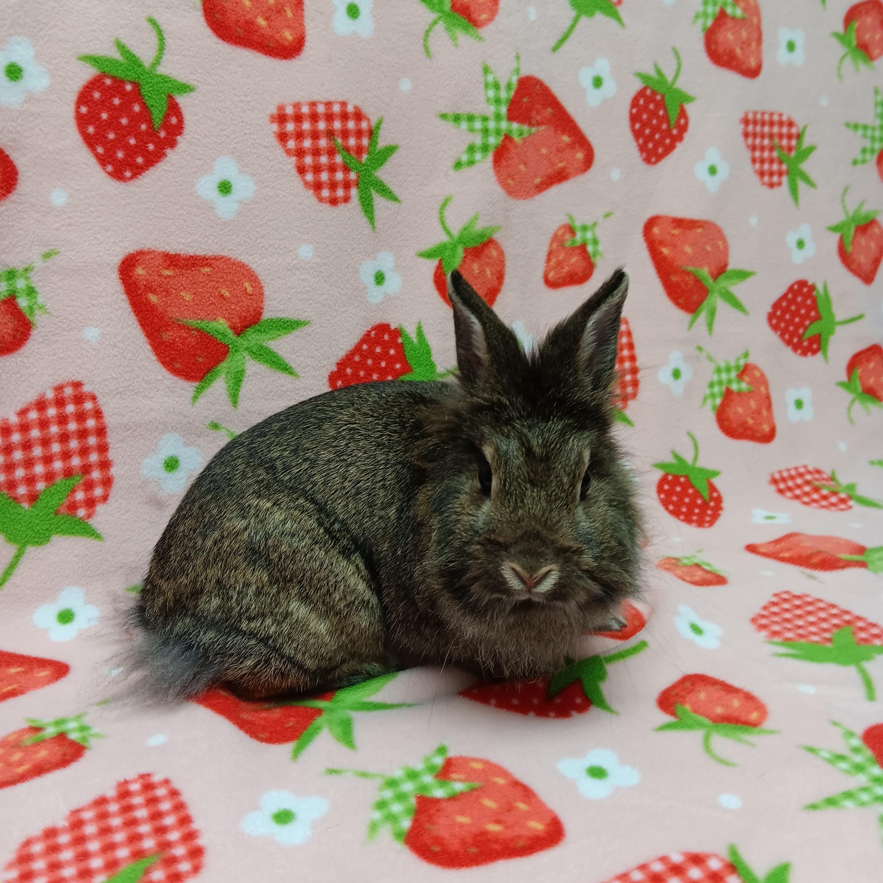 Enlarge Penelope, an adoptable Bunny Rabbit in Harrisburg, PA image 2/3