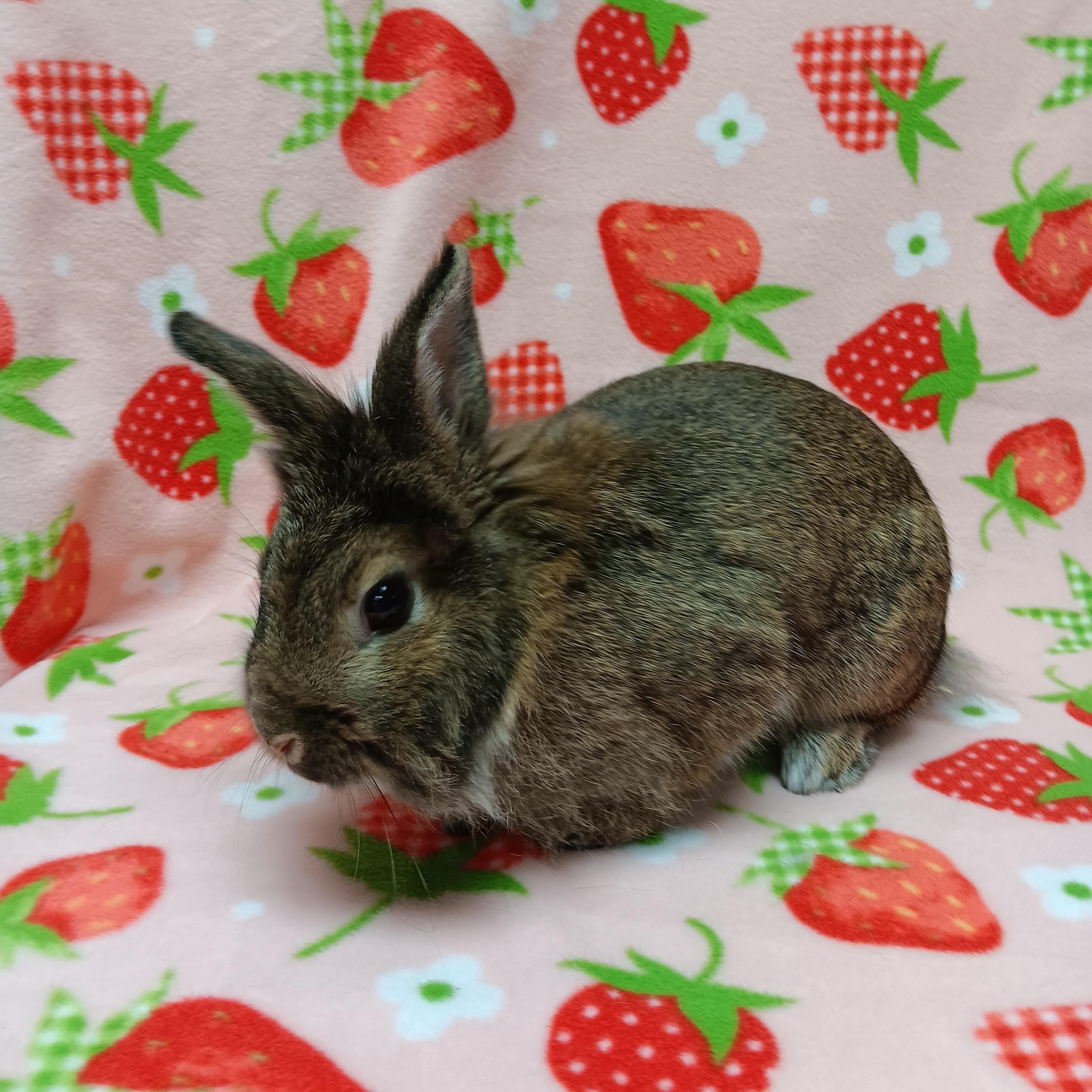 Enlarge Penelope, an adoptable Bunny Rabbit in Harrisburg, PA image 1/3