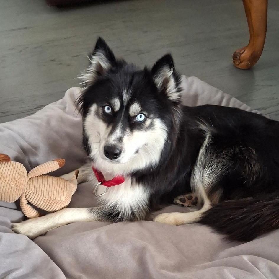 Sydney, ADOPTABLE, Young Female Husky & Border Collie.
