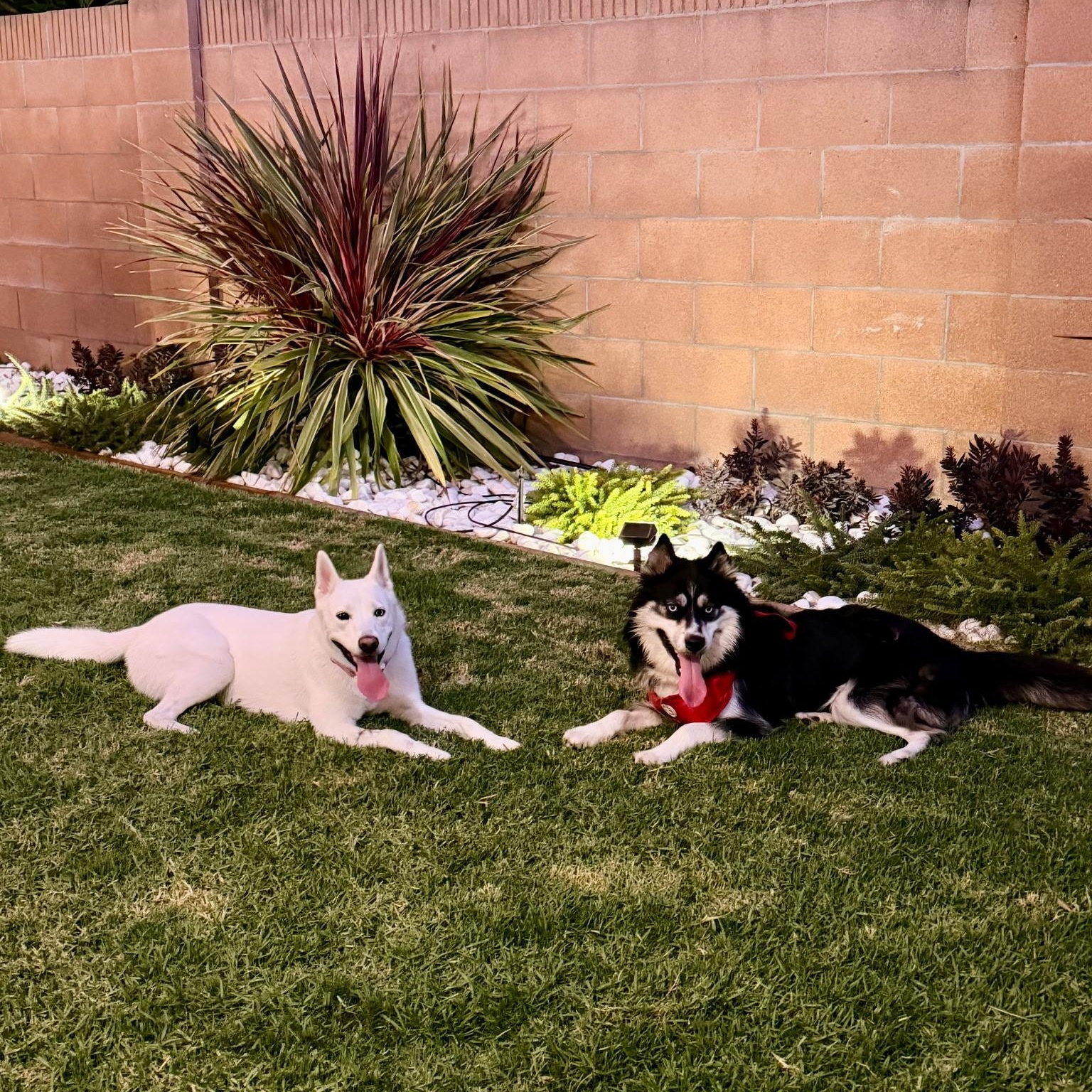 Sydney, a ADOPTABLE mixed breed in Thousand Oaks, CA image 2/6