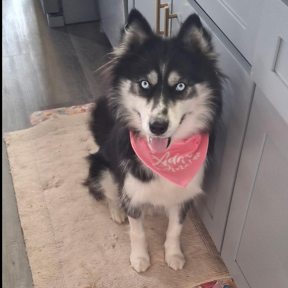 Sydney, Adoptable, Young Female Husky & Border Collie.