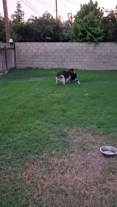 Enlarge Sydney, a ADOPTABLE mixed breed in Thousand Oaks, CA video 6/6