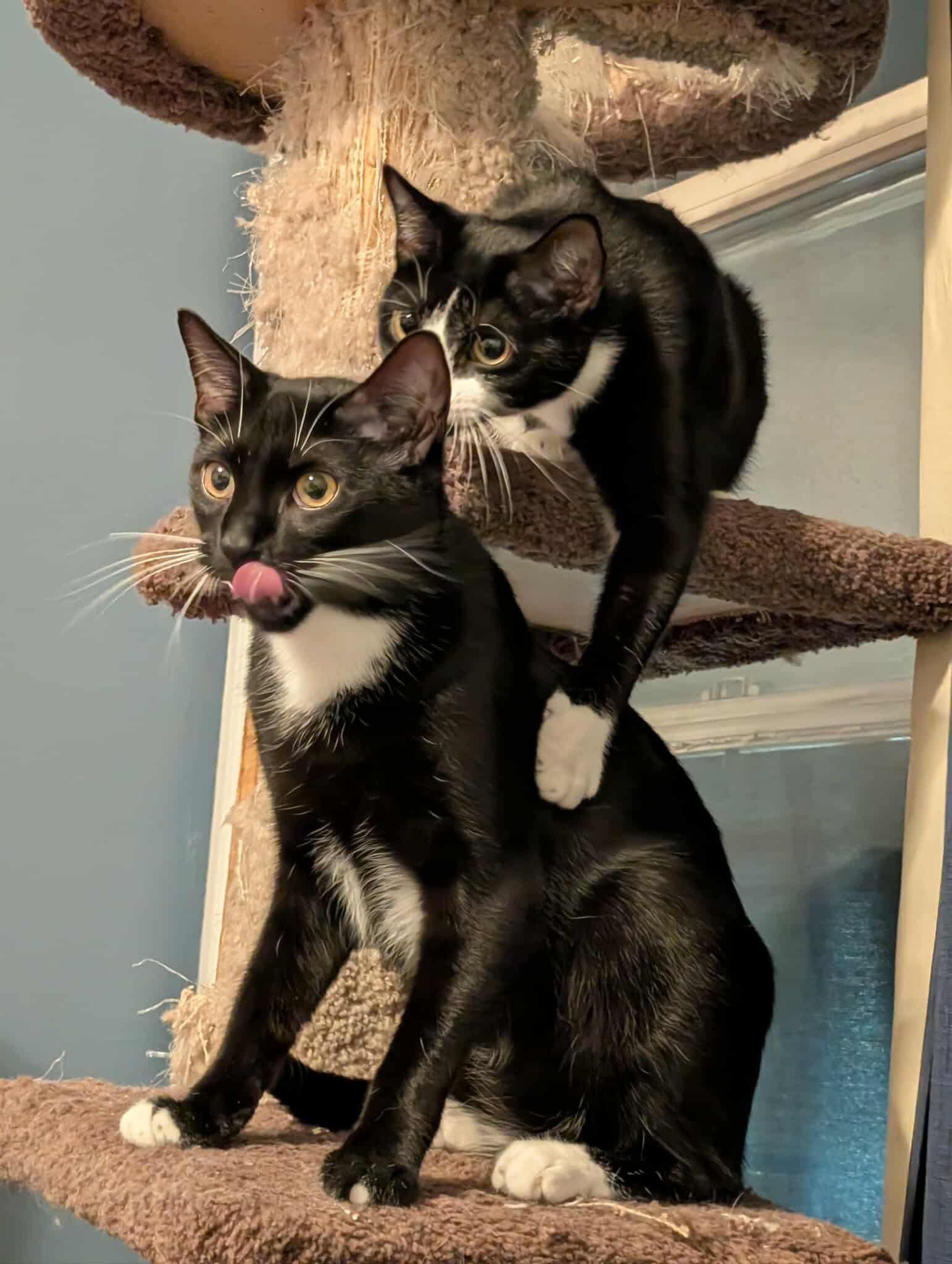 Enlarge Noah and Wyle, a Adoptable Domestic Short Hair in Mineola, NY image 4/6