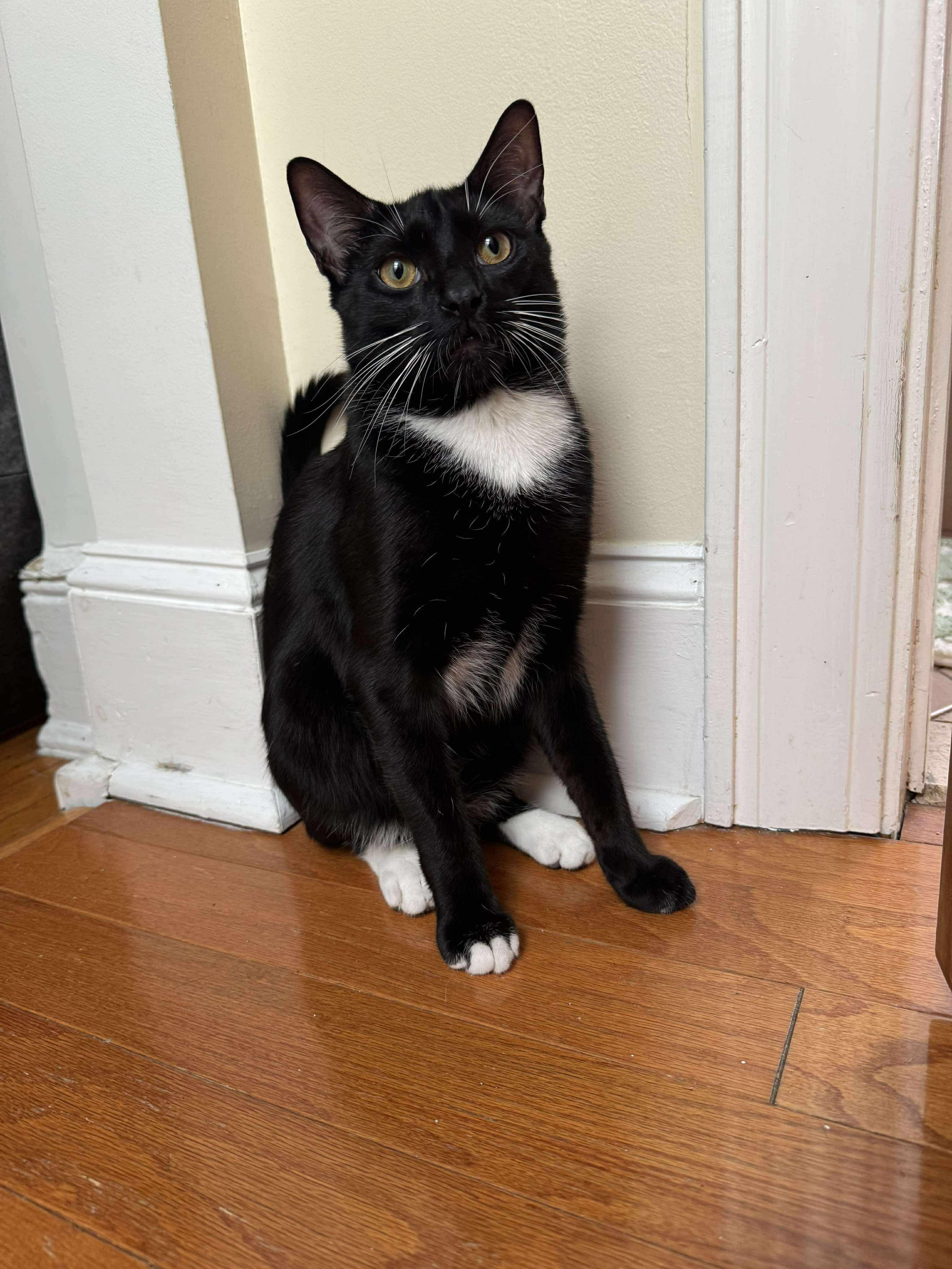 Enlarge Noah and Wyle, a Adoptable Domestic Short Hair in Mineola, NY image 2/6