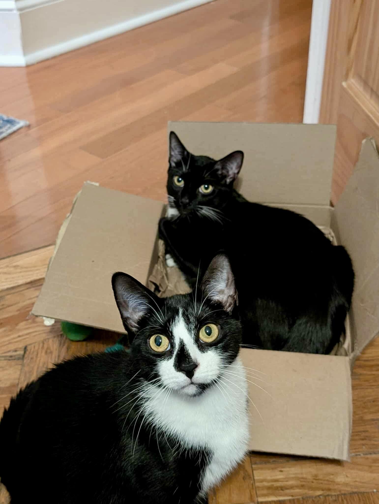 Enlarge Noah and Wyle, a Adoptable Domestic Short Hair in Mineola, NY image 5/6