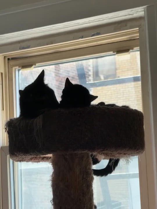 Enlarge Noah and Wyle, a Adoptable Domestic Short Hair in Mineola, NY video 6/6