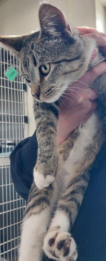 Lock, Adoptable, Young Male Domestic Short Hair & Domestic Short Hair.