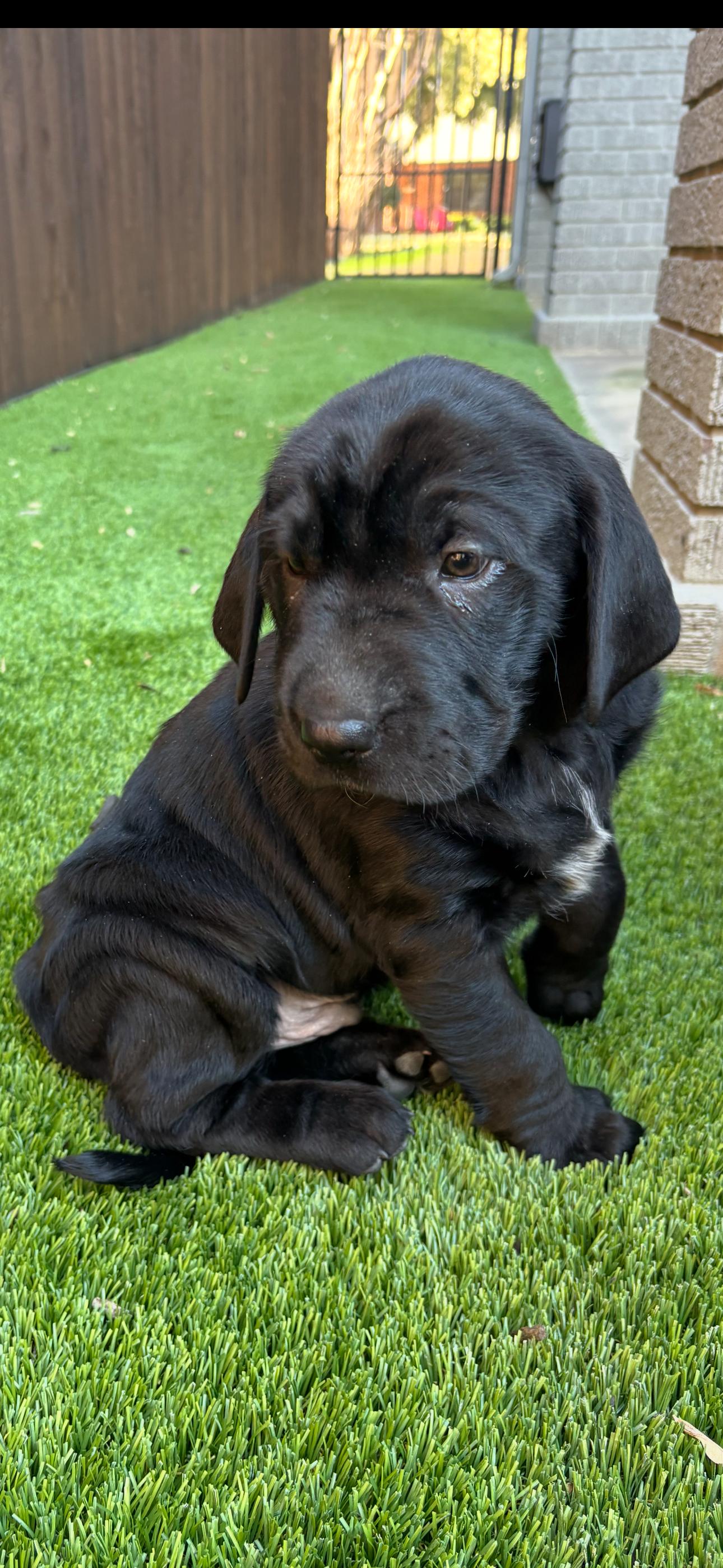 ^ Curtis, Adopted, Puppy Male Labrador Retriever & Retriever.