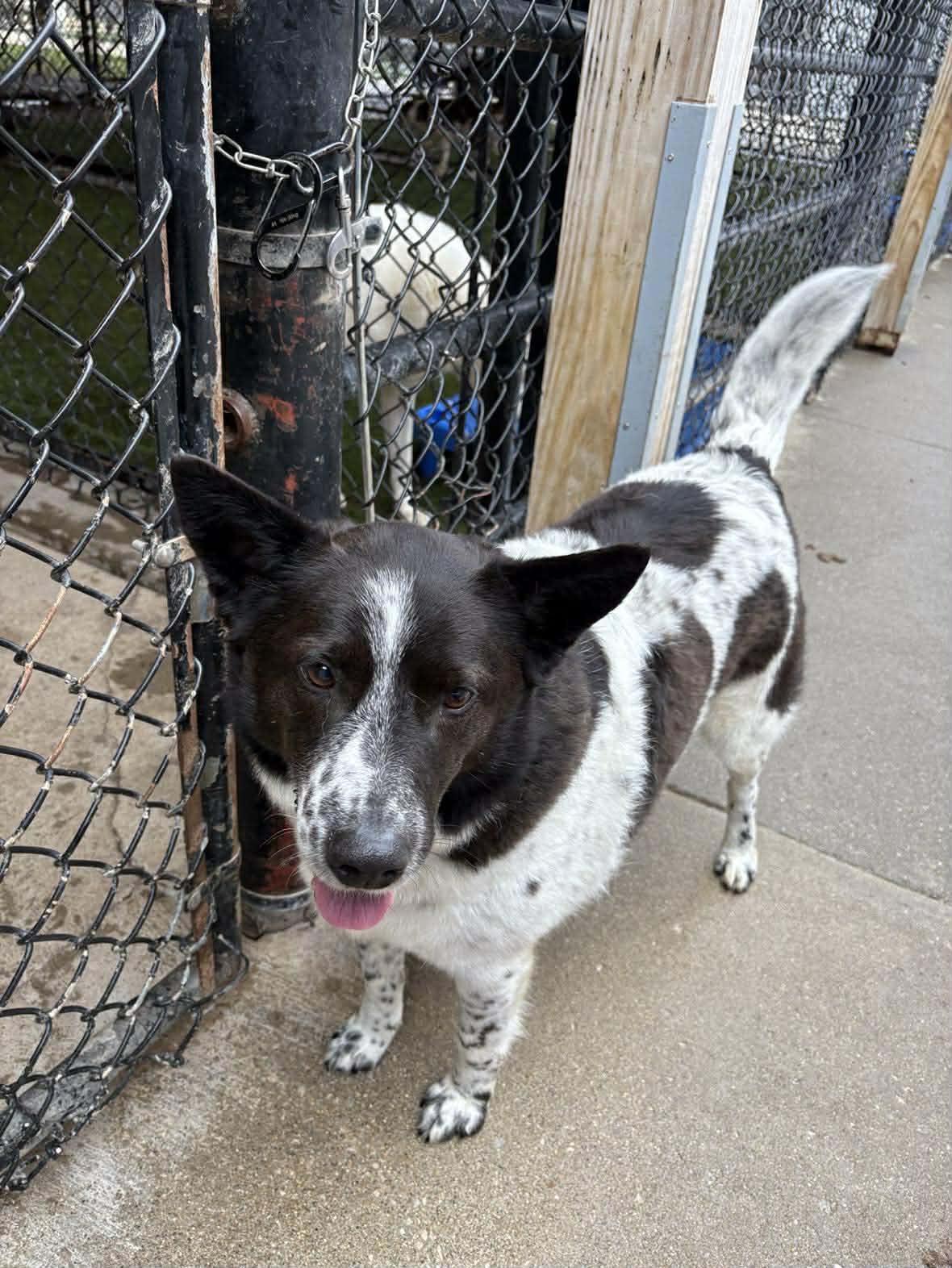 Beckett, a ADOPTABLE mixed breed in Richmond, KY image 4/5