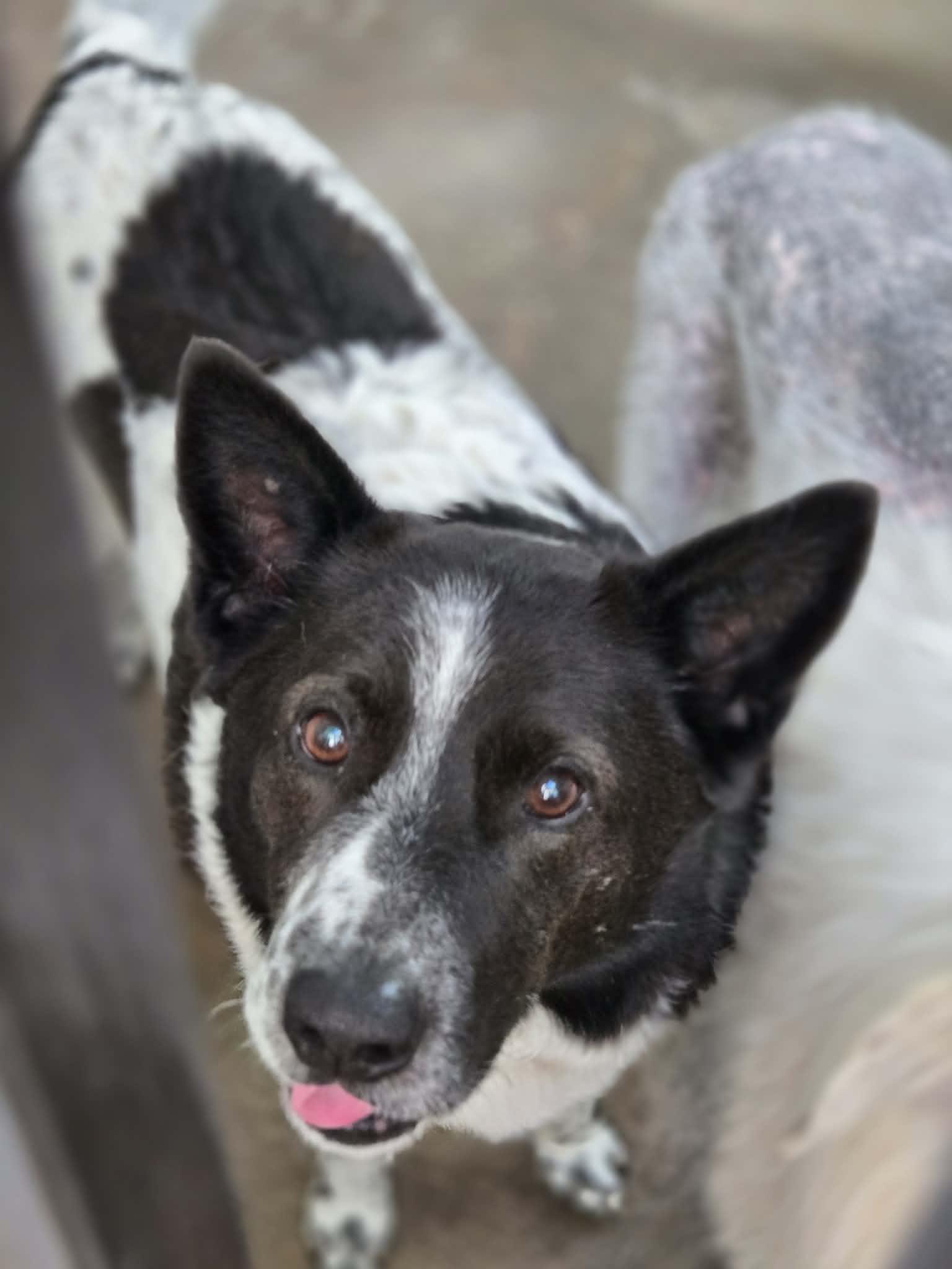 Beckett, ADOPTABLE, Adult Male Border Collie & Australian Shepherd.